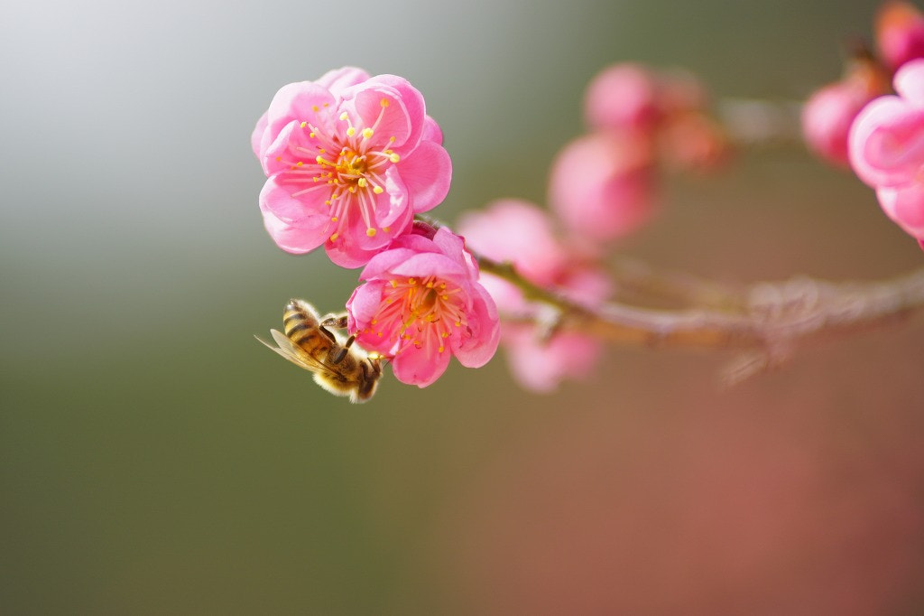 Sony ILCA-77M2 sample photo. Plum flowers & honeybee photography