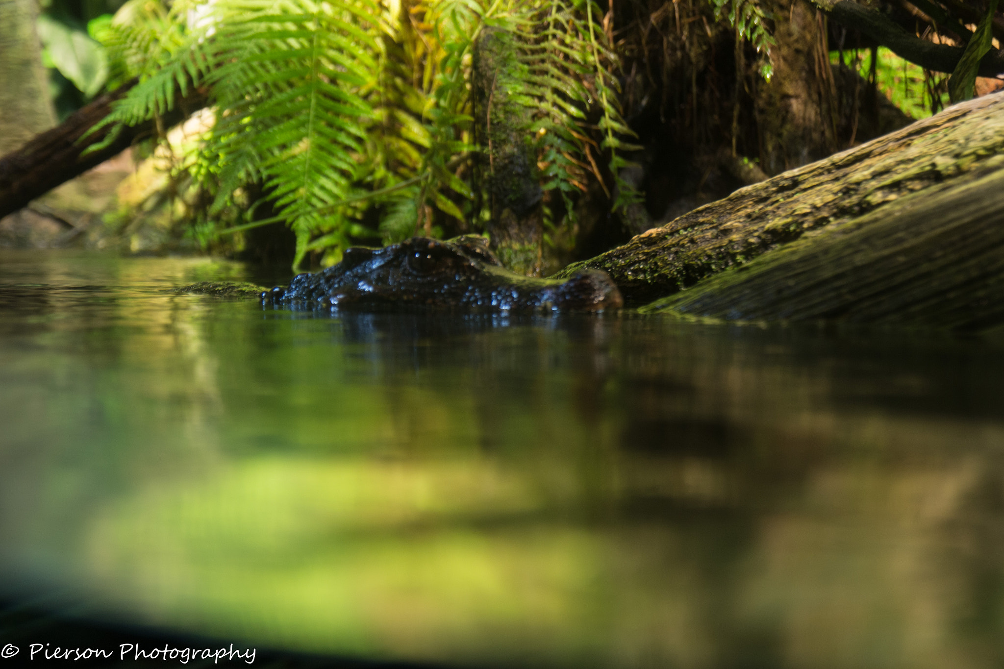 Canon EOS 700D (EOS Rebel T5i / EOS Kiss X7i) sample photo. Crocodile lurking photography