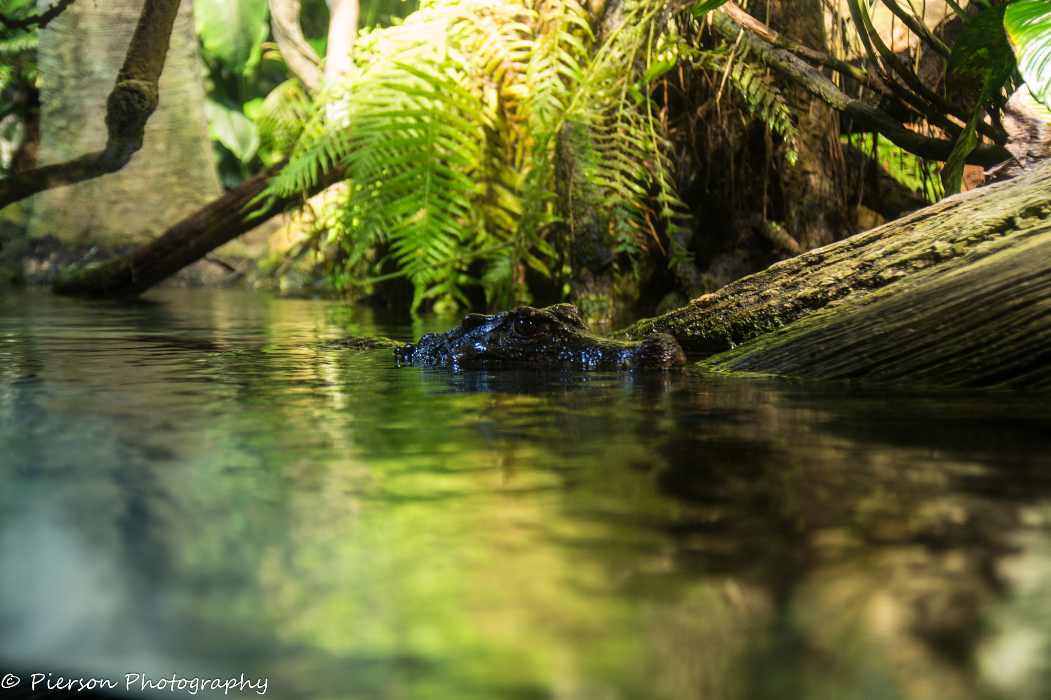 Canon EOS 700D (EOS Rebel T5i / EOS Kiss X7i) sample photo. Crocodile lurking photography