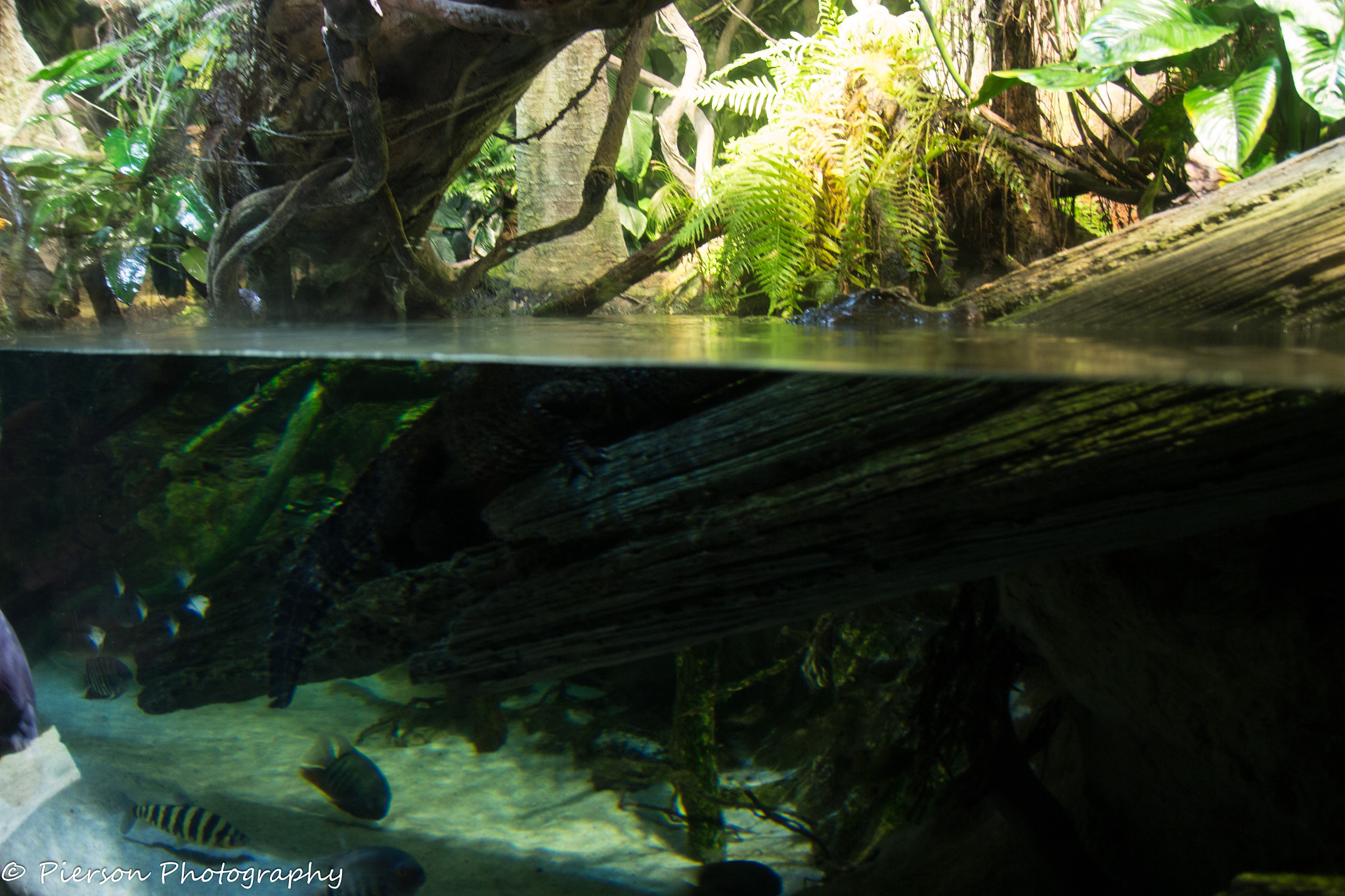 Canon EOS 700D (EOS Rebel T5i / EOS Kiss X7i) sample photo. Crocodile plotting next move photography