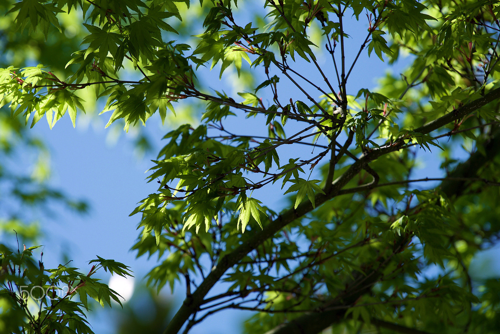 Sony a7S II sample photo. Spring light photography