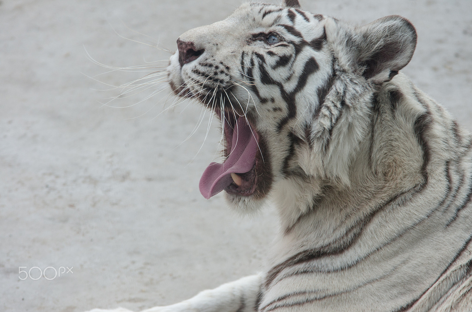 Pentax K-5 IIs + Sigma sample photo. White tiger photography