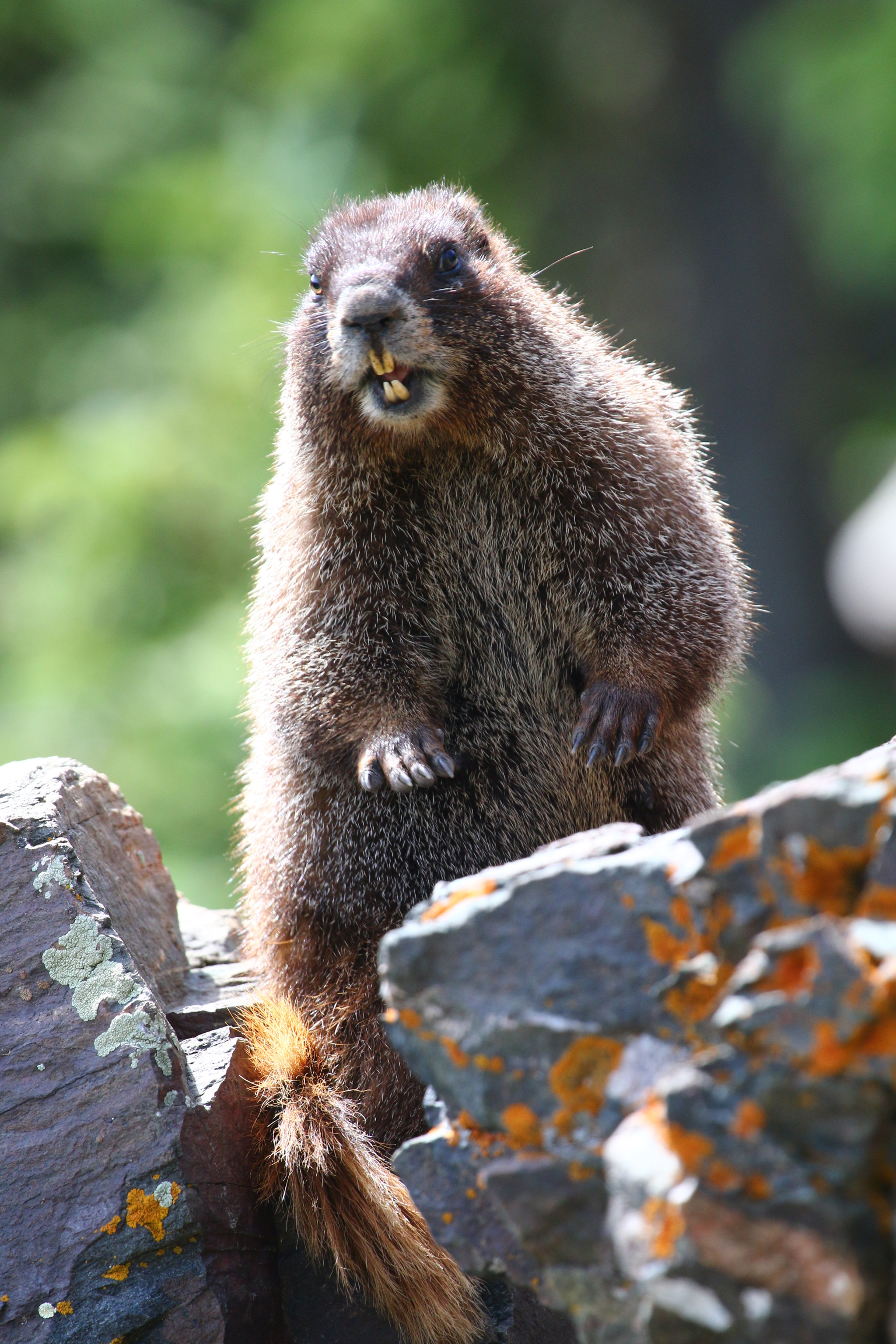 Canon EF 100-400mm F4.5-5.6L IS USM sample photo. Kbart photography
