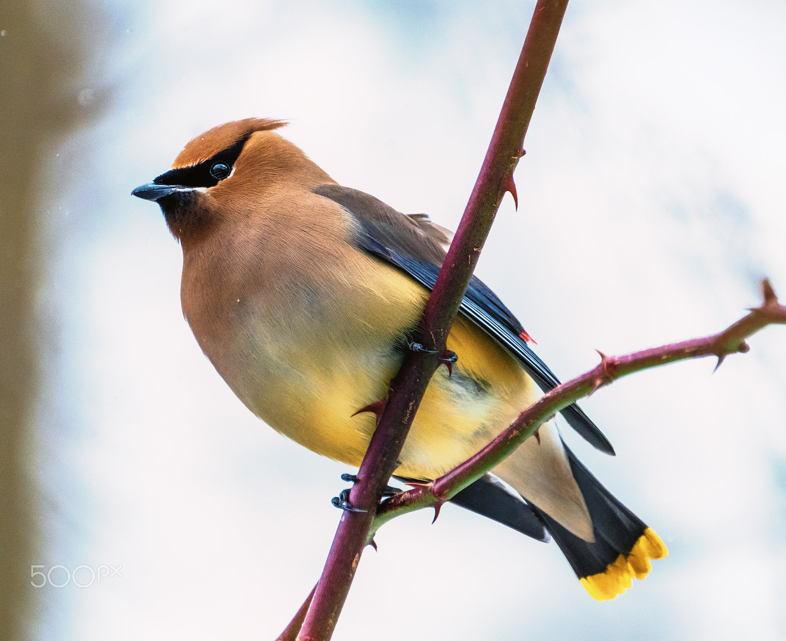 Fujifilm XF 100-400mm F4.5-5.6 R LM OIS WR sample photo. Tannery park cedar waxwing photography