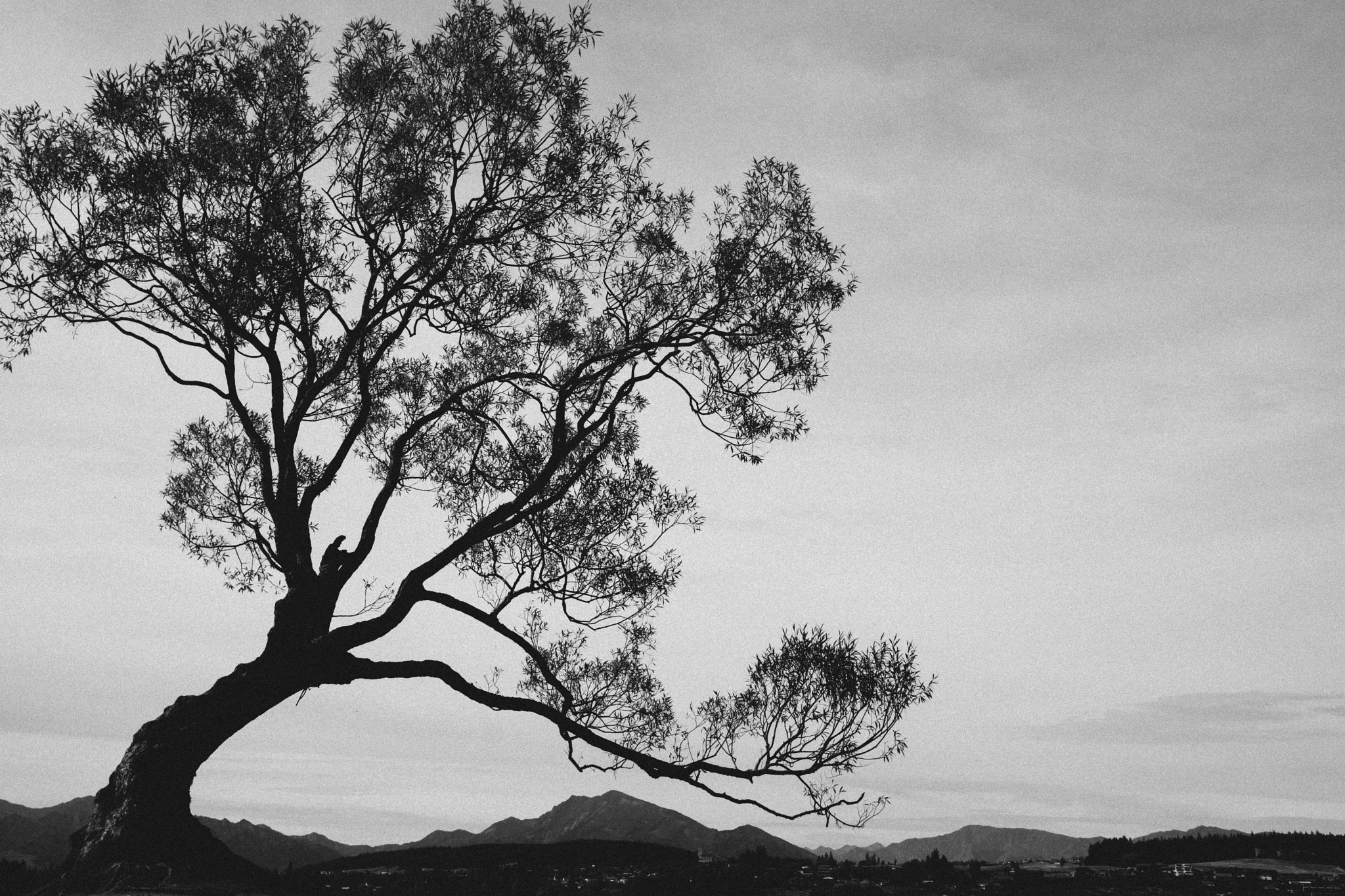 Sony a6000 + Sony Sonnar T* E 24mm F1.8 ZA sample photo. Wanaka tree photography