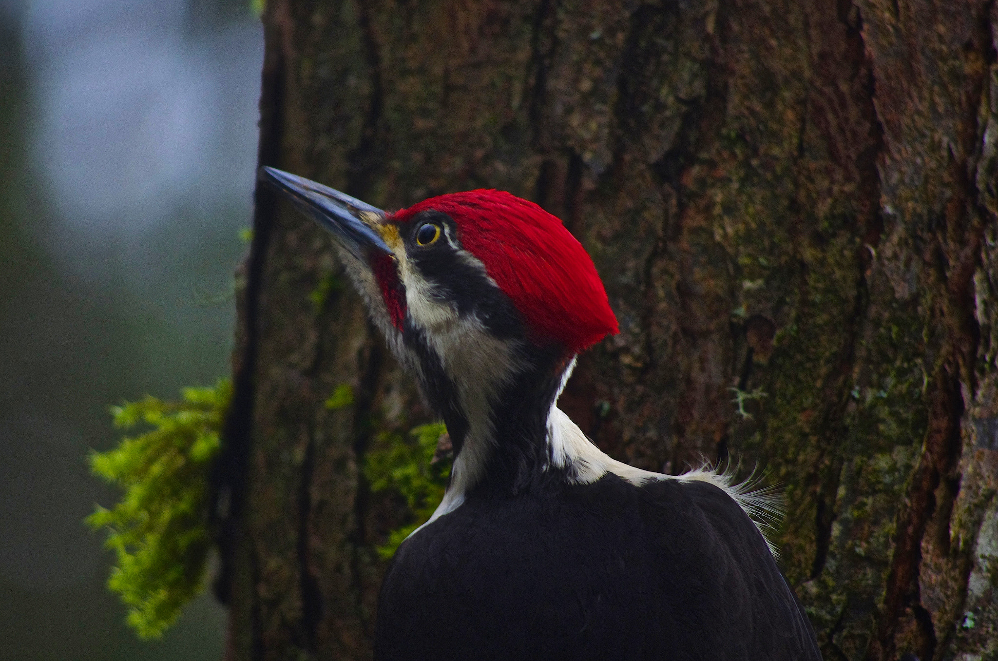 Pentax K-5 sample photo. Pileated woodpecker photography