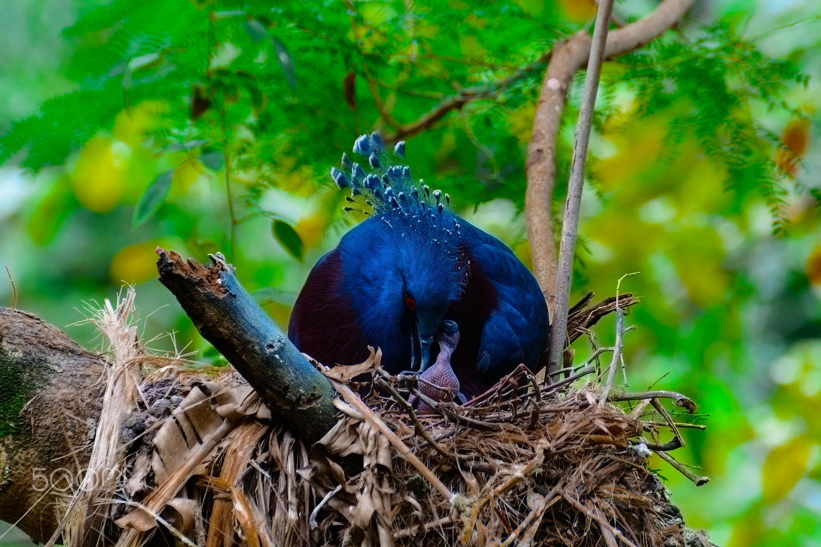 Nikon D5200 + Tamron SP 70-300mm F4-5.6 Di VC USD sample photo. Victoria crowned pigeon, victoria goura. photography