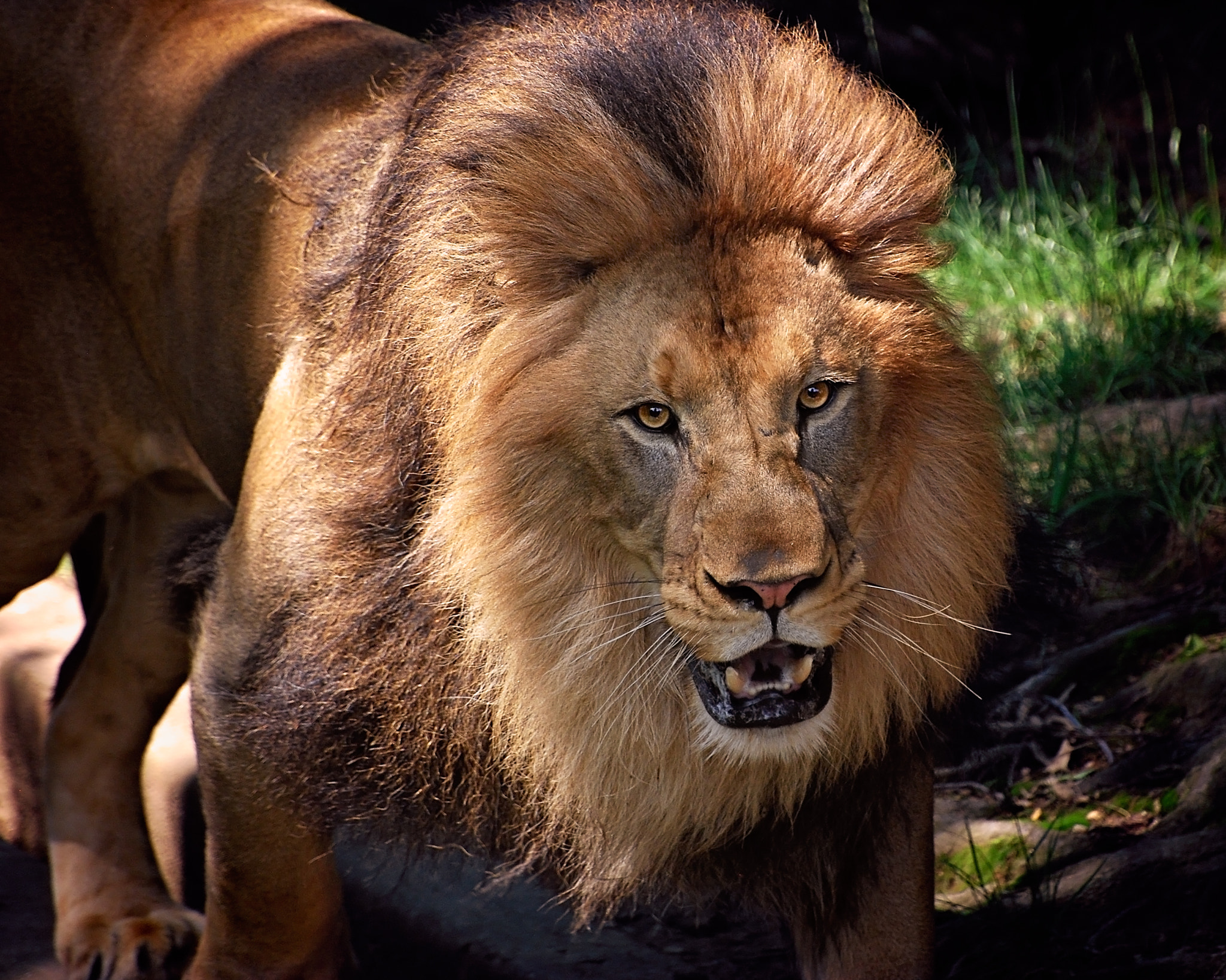 Nikon D40X sample photo. King photography