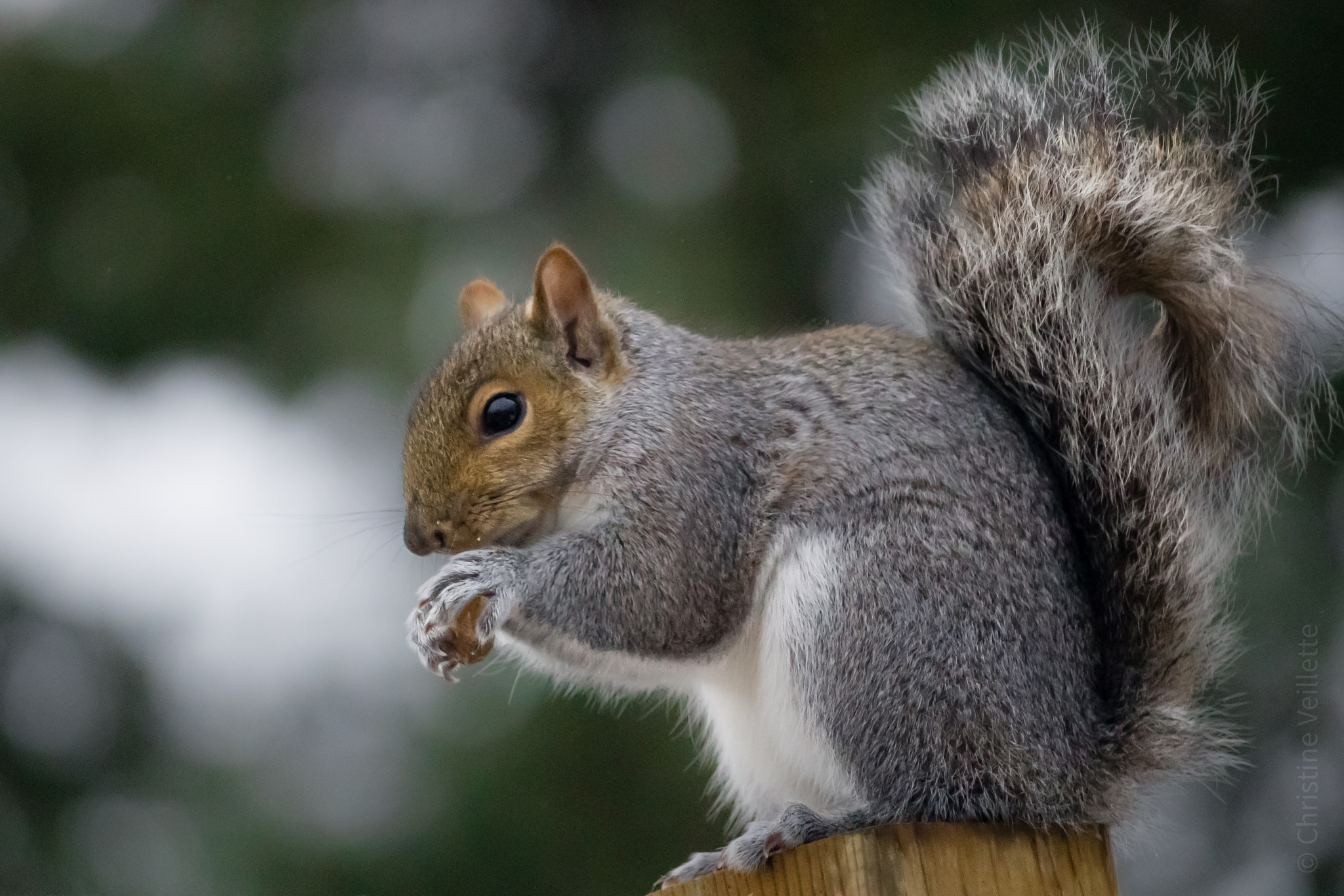 Canon EF-S 55-250mm F4-5.6 IS STM sample photo. Hazelnut snack photography