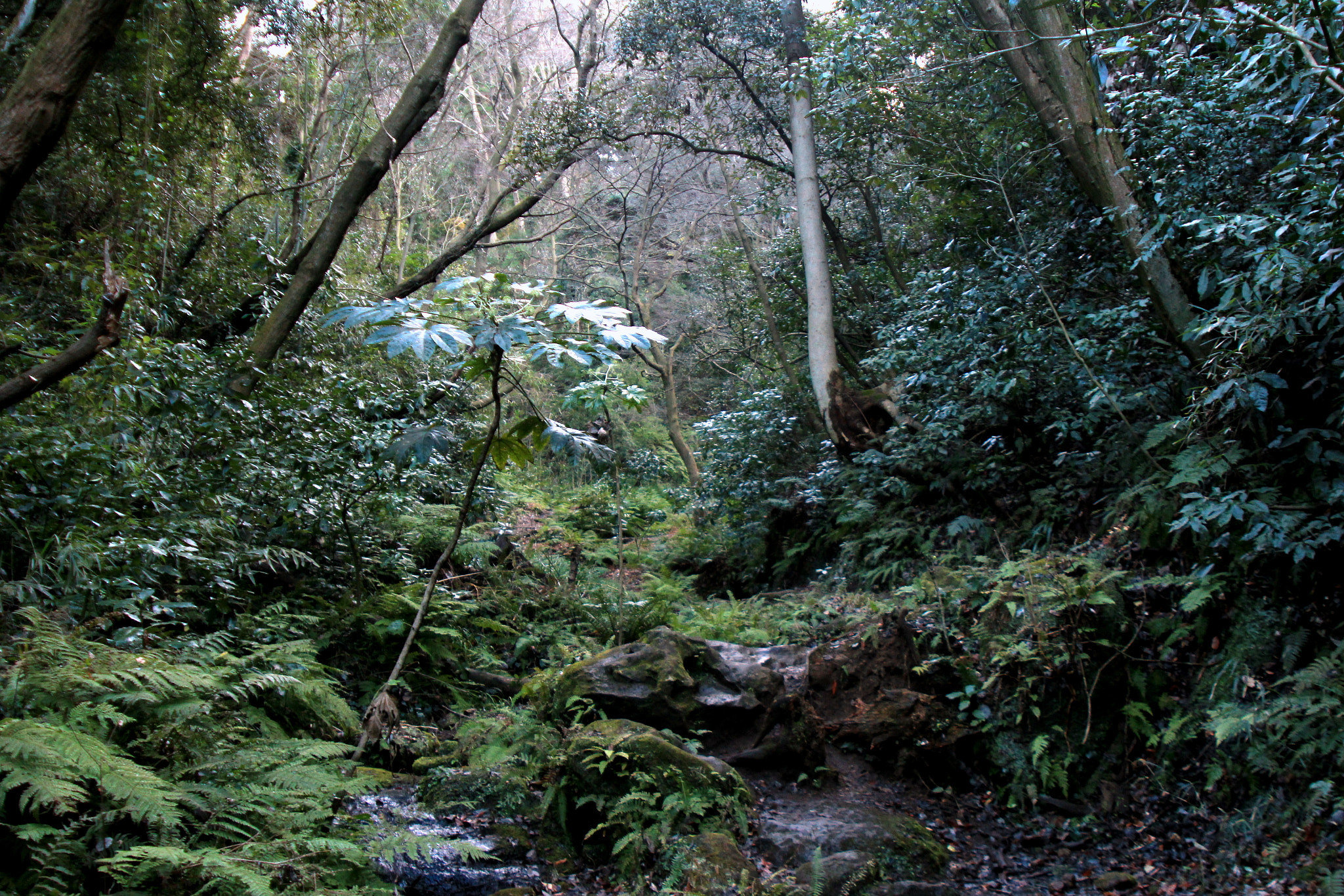 Canon EOS 600D (Rebel EOS T3i / EOS Kiss X5) + Canon EF 28-105mm f/3.5-4.5 USM sample photo. The japanese forest photography