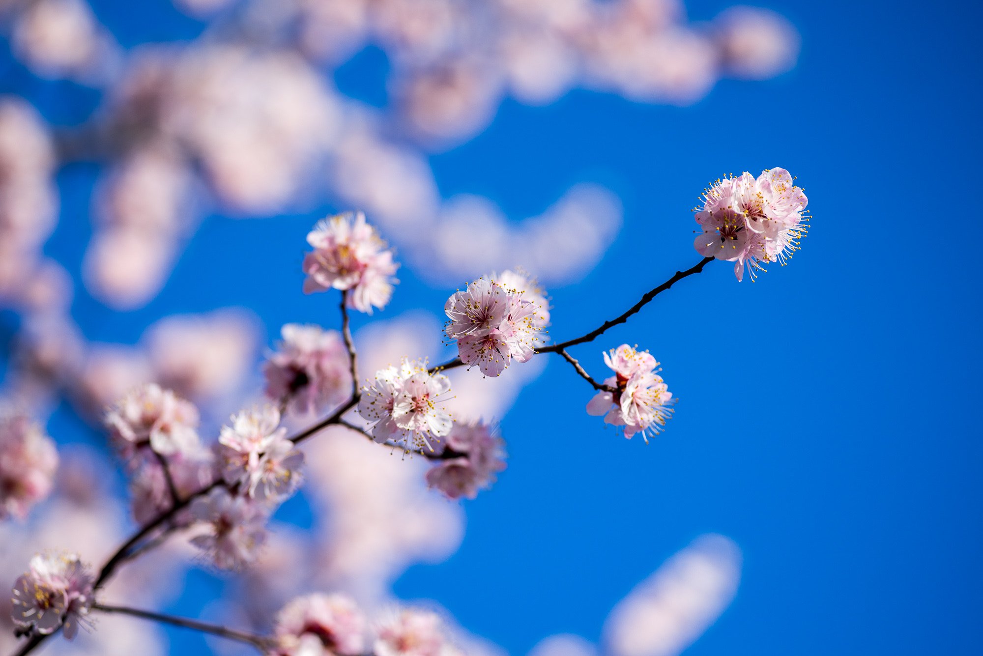 Voigtlander Macro APO-Lanthar 125mm F2.5 SL sample photo. 杏花 photography