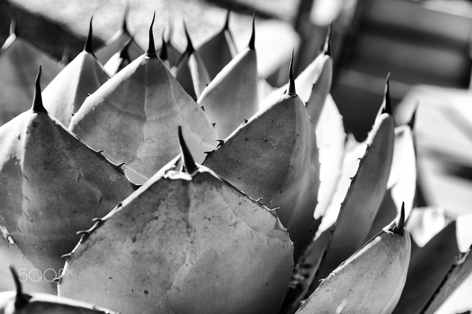 Nikon D700 + Nikon AF-S Nikkor 28-70mm F2.8 ED-IF sample photo. Cactus i photography