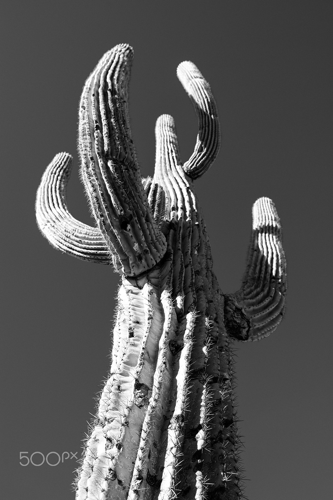 Nikon D700 sample photo. Cactus iii photography