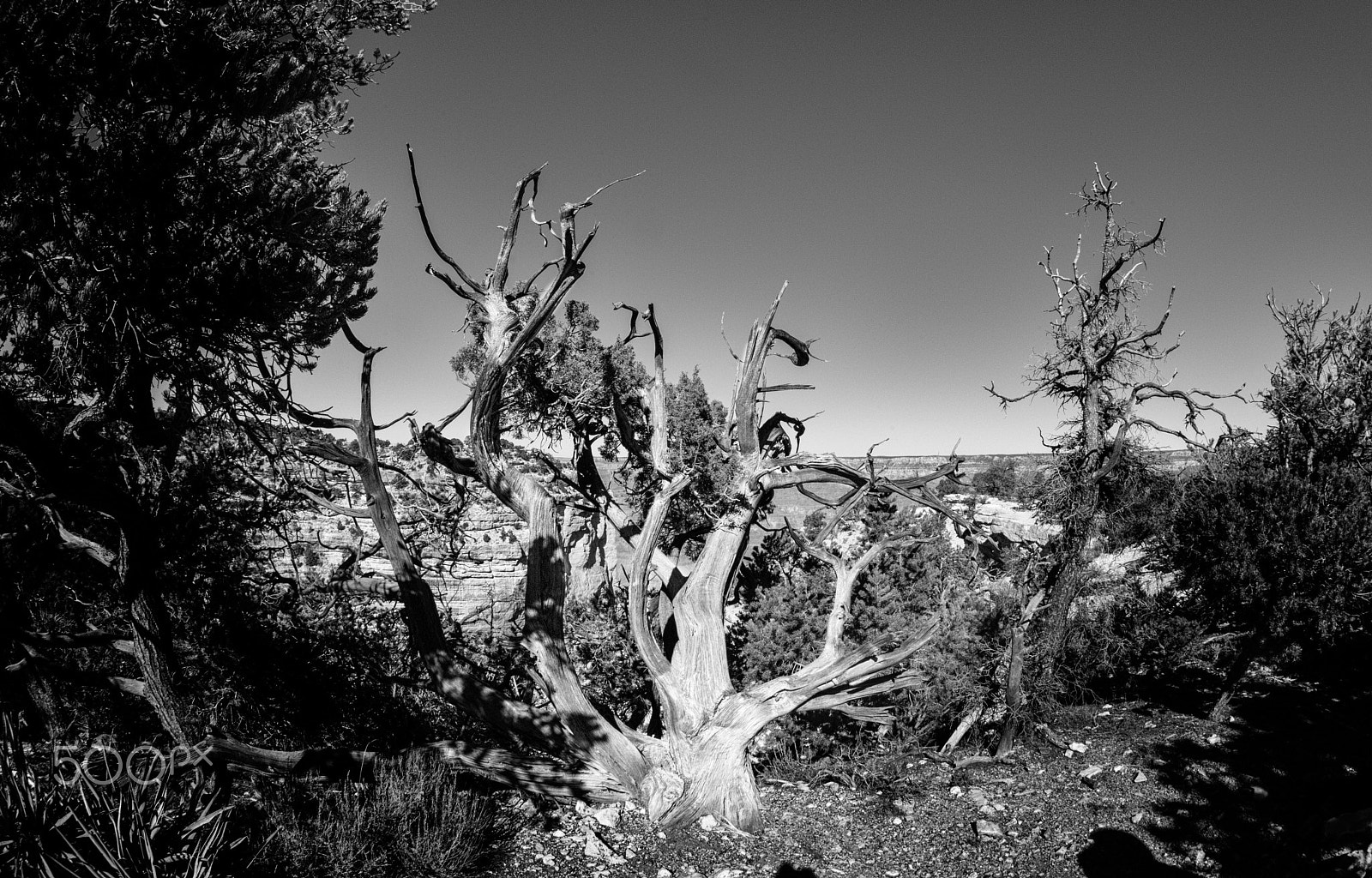 Tokina AT-X 10-17mm F3.5-4.5 DX Fisheye sample photo. Canyon branches photography