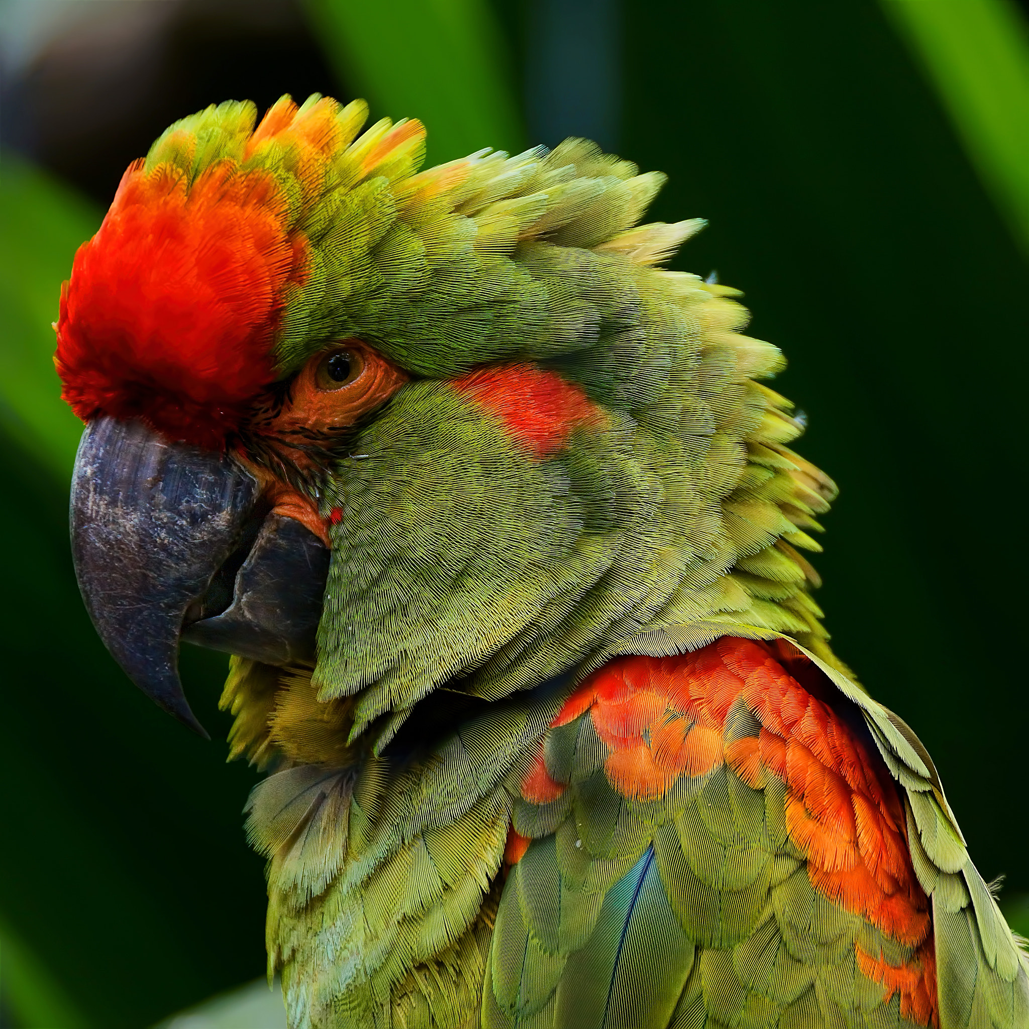 Sony SLT-A77 sample photo. Great green macaw  (ara ambiguus), costa rica photography