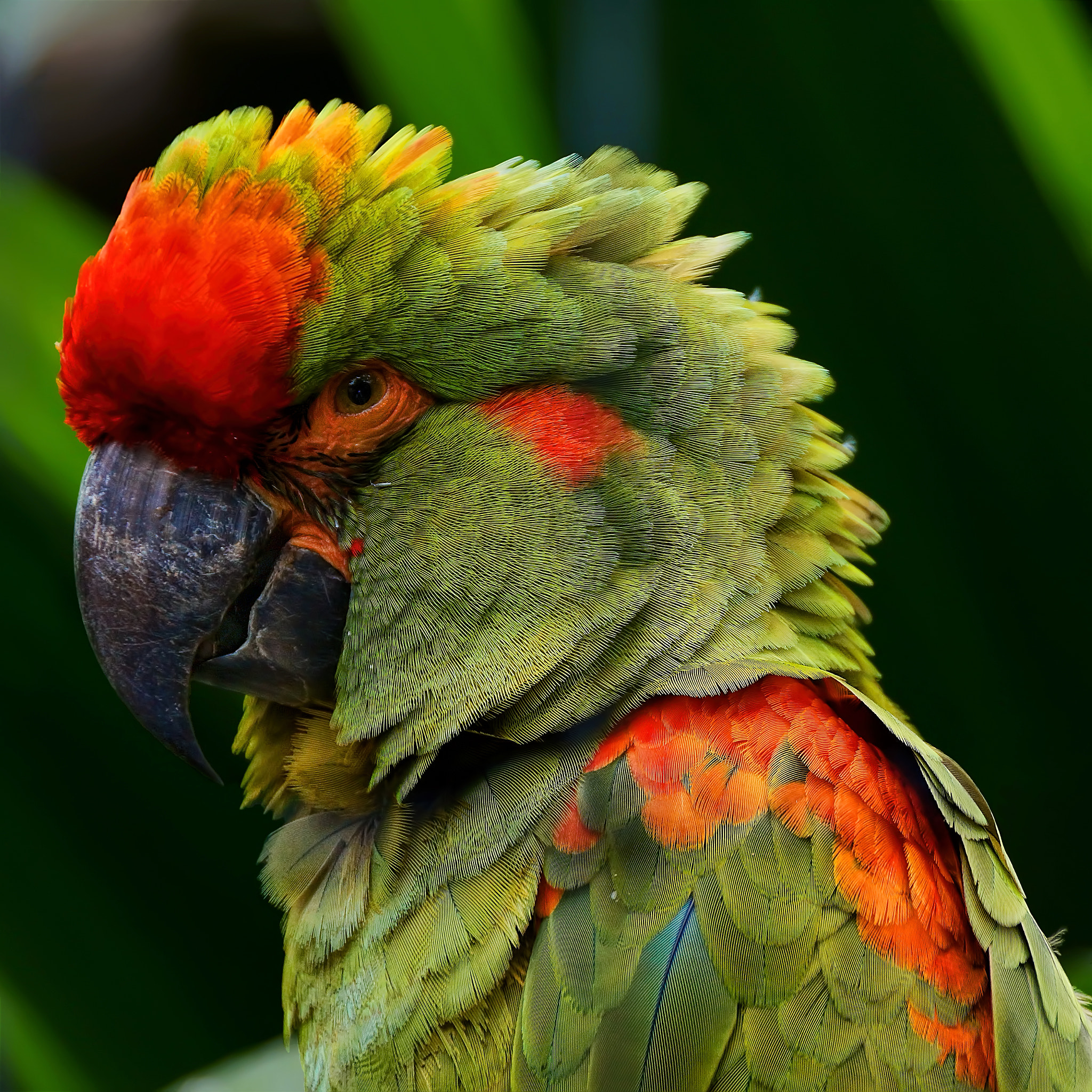 Sony DT 18-250mm F3.5-6.3 sample photo. Great green macaw  (ara ambiguus), costa rica photography