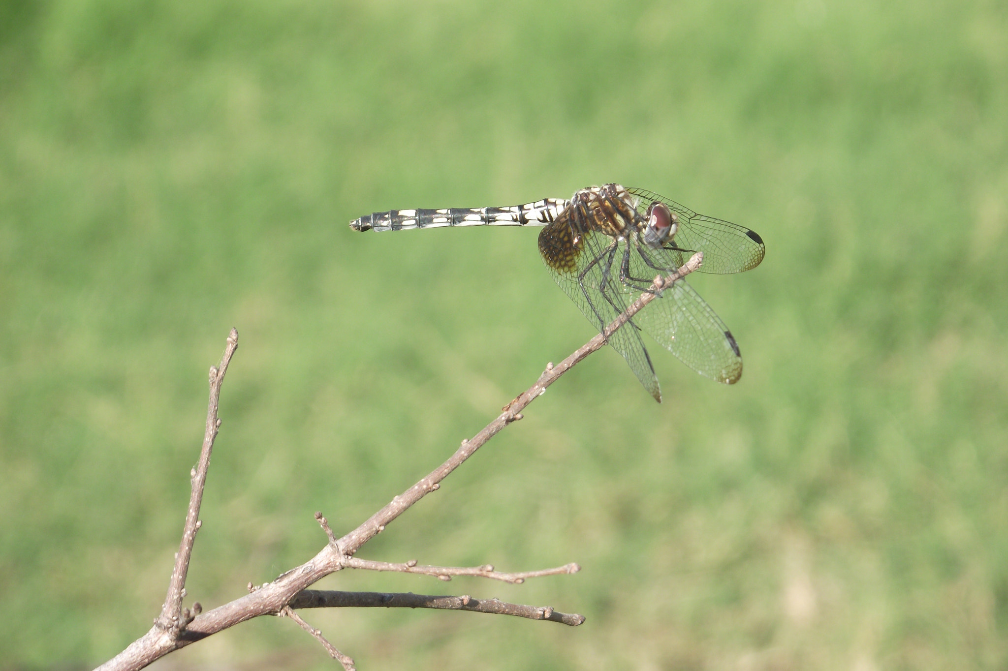 FujiFilm FinePix S1800 (FinePix S1880) sample photo. Split-second landing photography