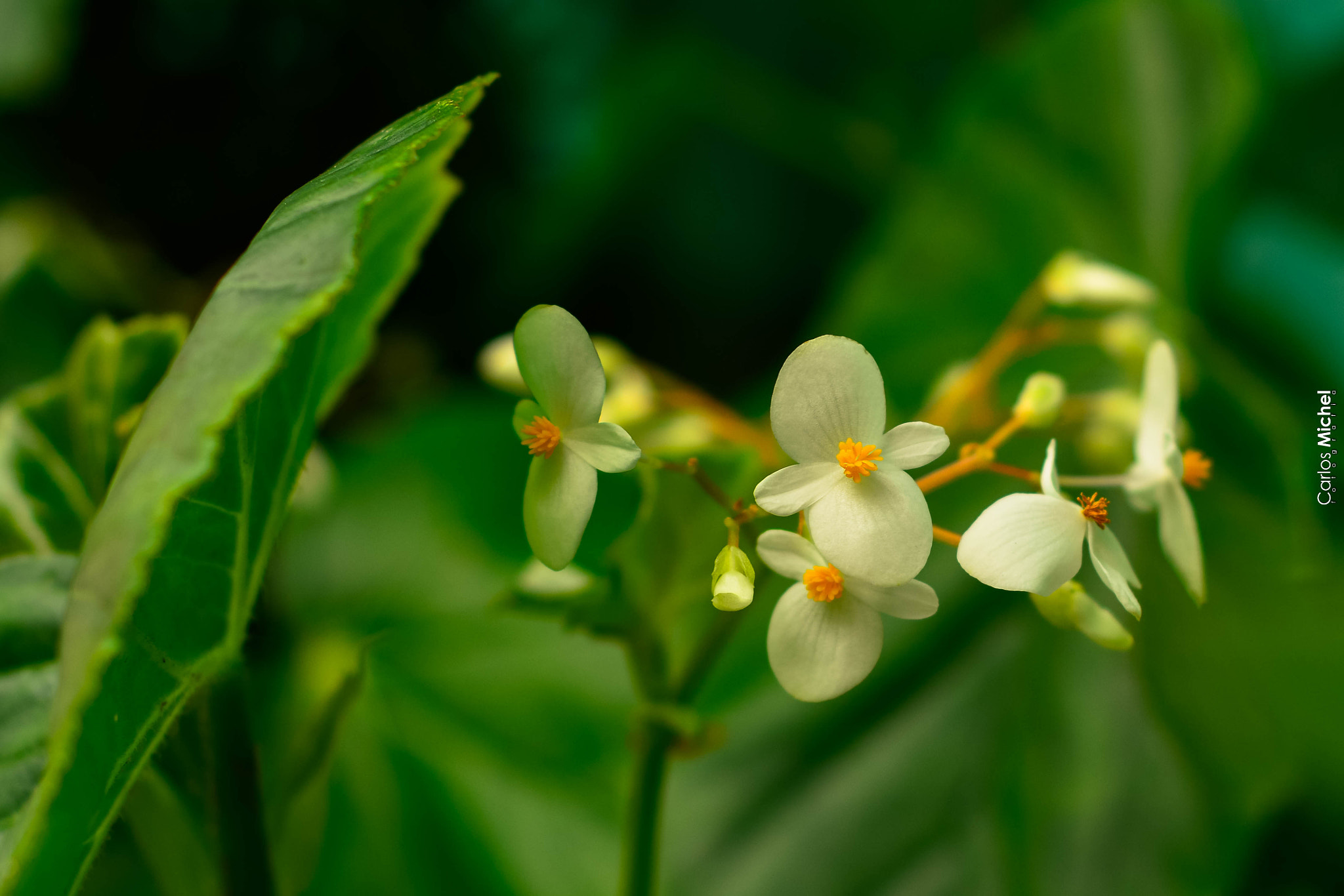 Nikon D5200 + Nikon AF Nikkor 50mm F1.8D sample photo. Sem título photography