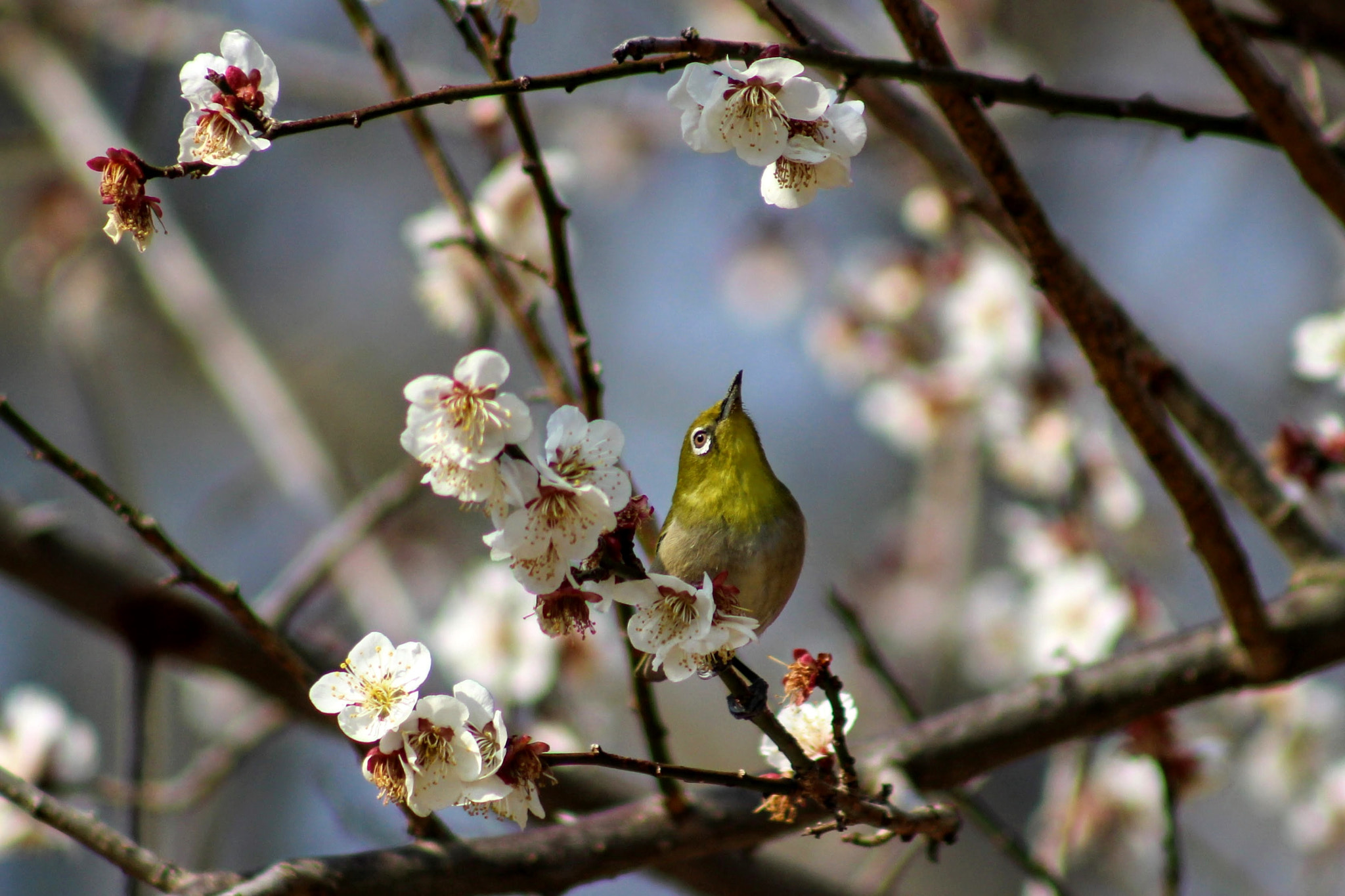 Canon EF 75-300mm f/4-5.6 USM sample photo. 明日は好い事あるかな photography