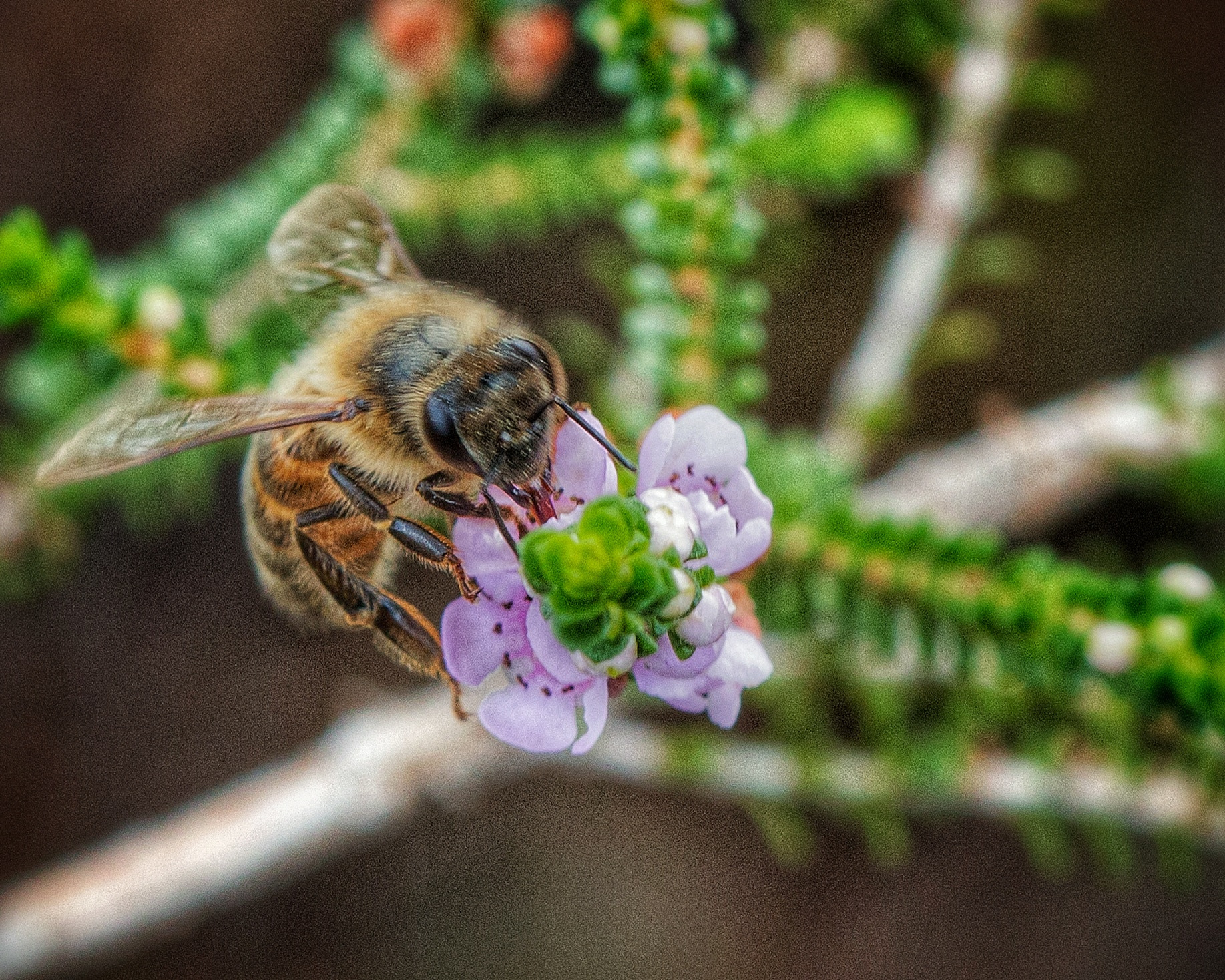 Canon EOS 70D + Canon EF 100mm F2.8 Macro USM sample photo. Busy bee photography