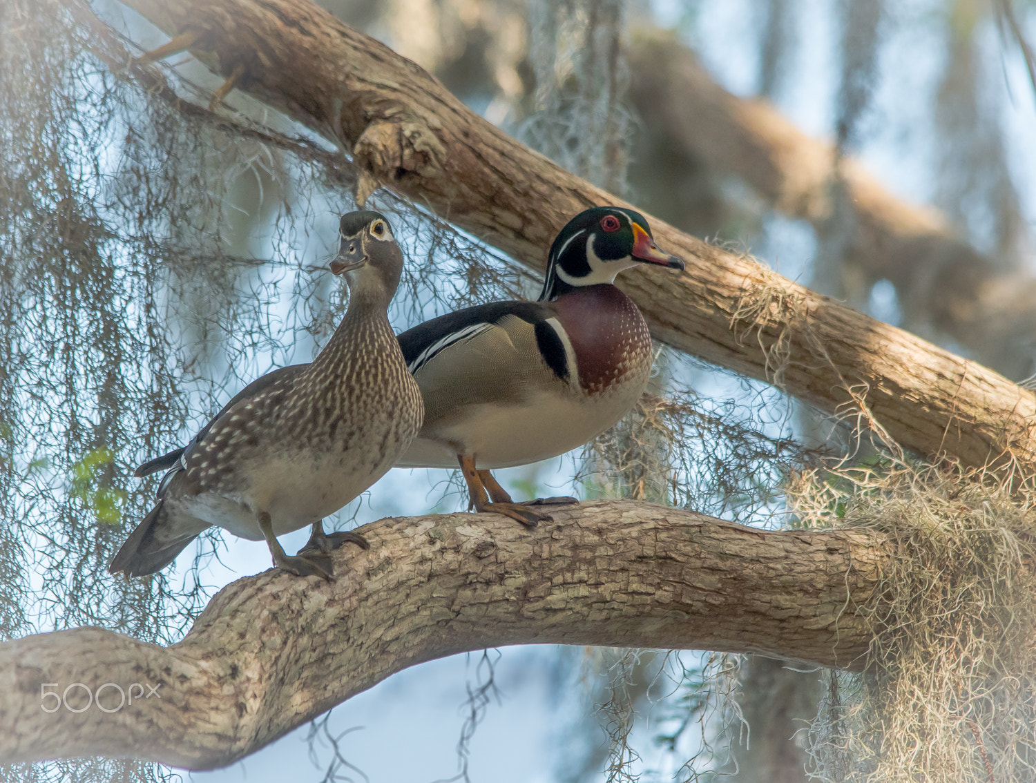 Sigma 150-500mm F5-6.3 DG OS HSM sample photo. Wood duck pair photography