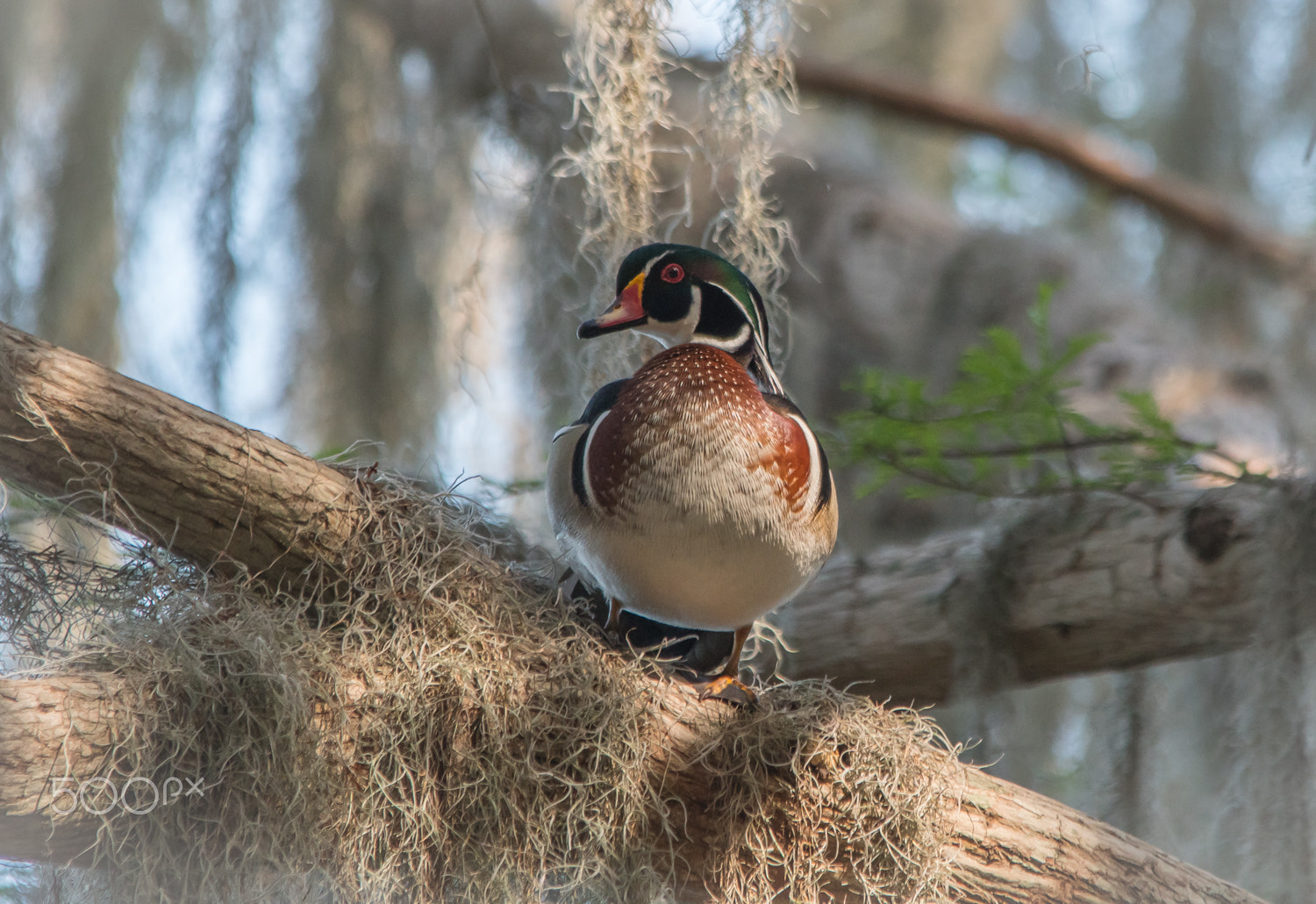 Nikon D500 + Sigma 150-500mm F5-6.3 DG OS HSM sample photo. Wood duck drake photography