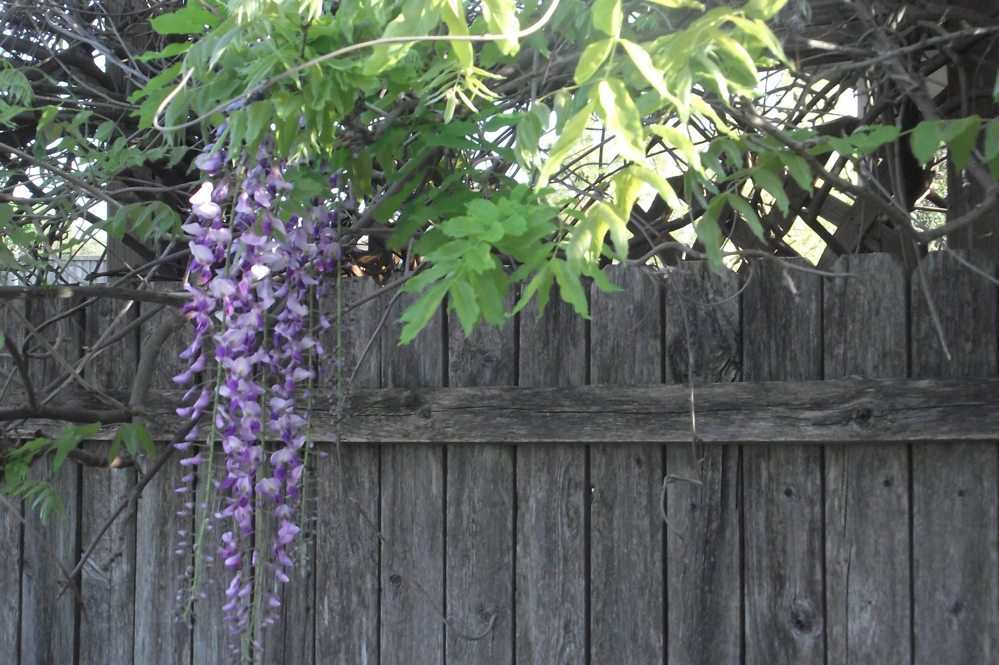 FujiFilm FinePix S1800 (FinePix S1880) sample photo. Like grapevines, aren't they? photography