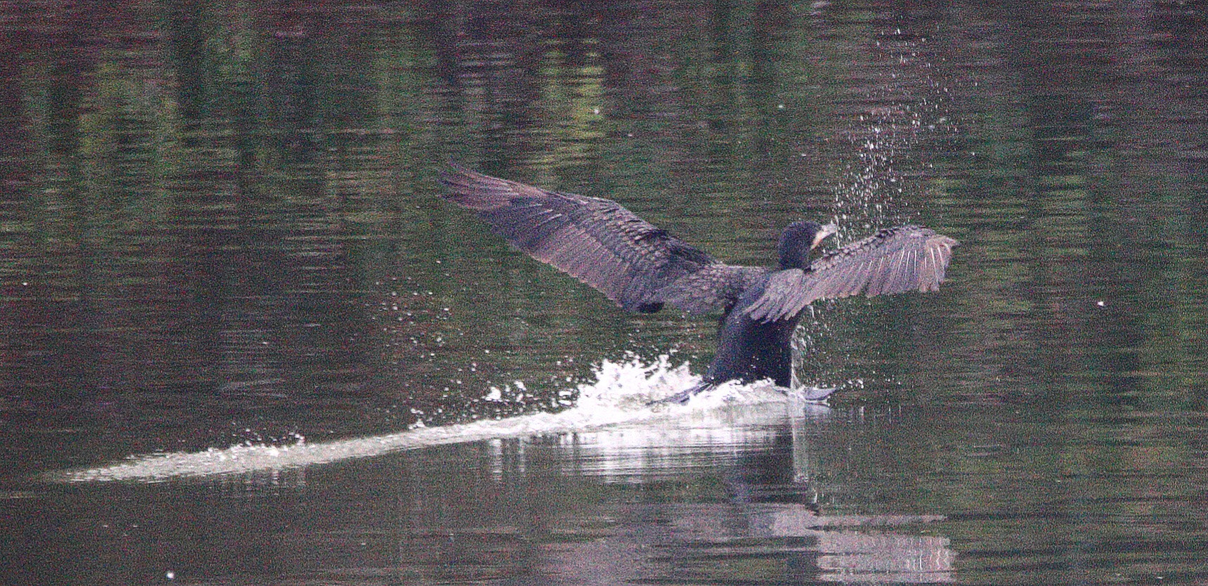 Sigma 150mm f/2.8 EX DG OS HSM APO Macro sample photo. A duck playing in water photography