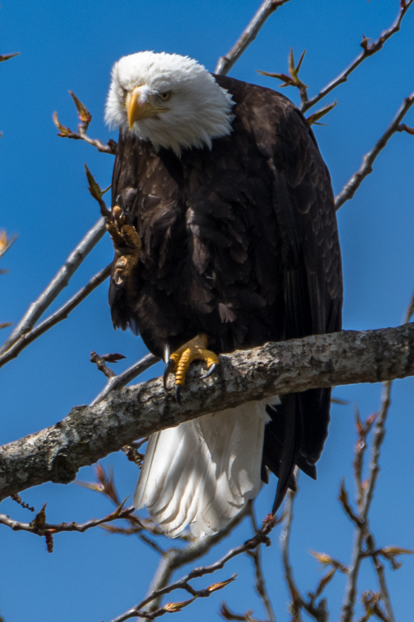 Nikon D500 sample photo. Talons out photography