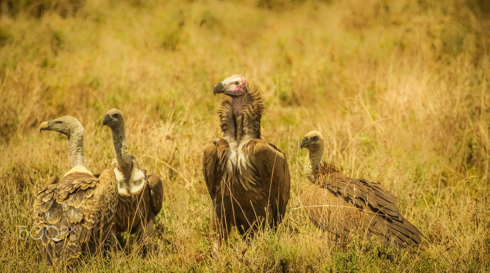 Canon EF 100-400mm F4.5-5.6L IS USM sample photo. African vulture photography