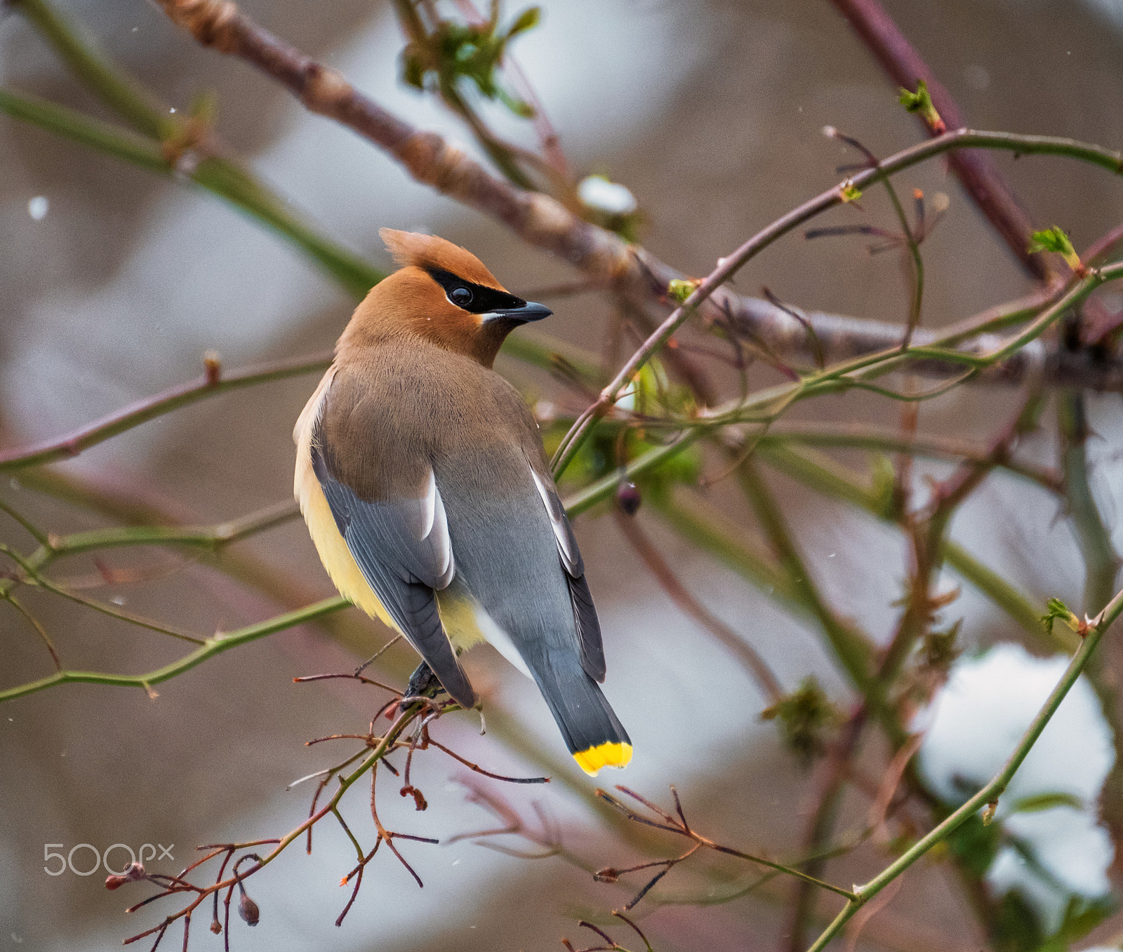 Fujifilm XF 100-400mm F4.5-5.6 R LM OIS WR sample photo. Tannery park waxwing photography