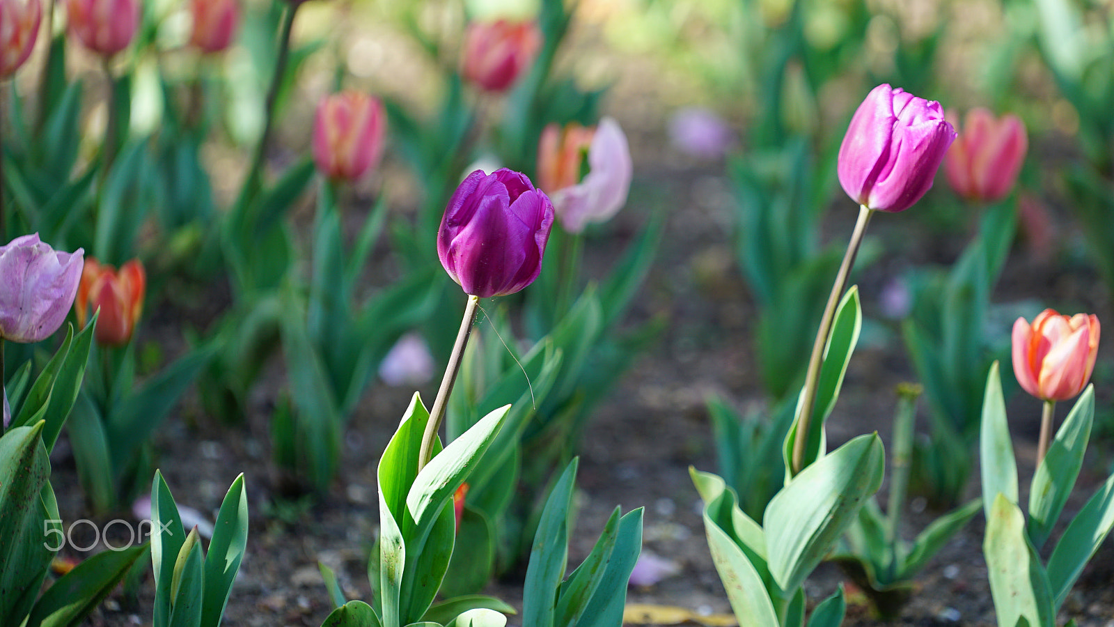 Sony a7S II + Sony FE 70-200mm F4 G OSS sample photo. Marching orders photography