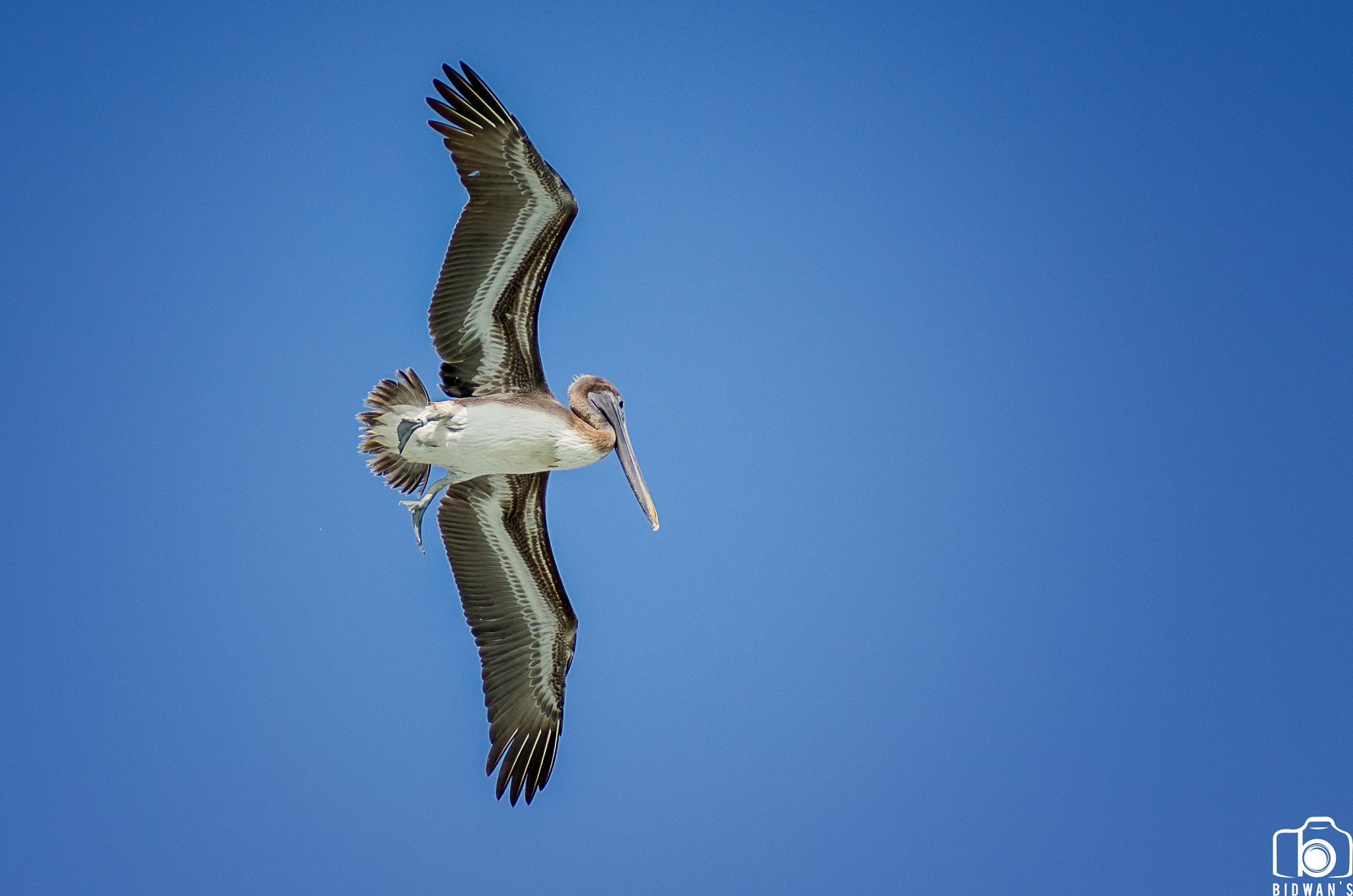 Nikon AF-S Nikkor 28-70mm F2.8 ED-IF sample photo. Pelican in flight photography