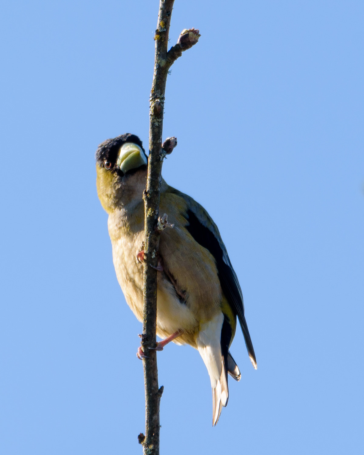 Sigma 150-600mm F5-6.3 DG OS HSM | C sample photo. Catching the sun photography