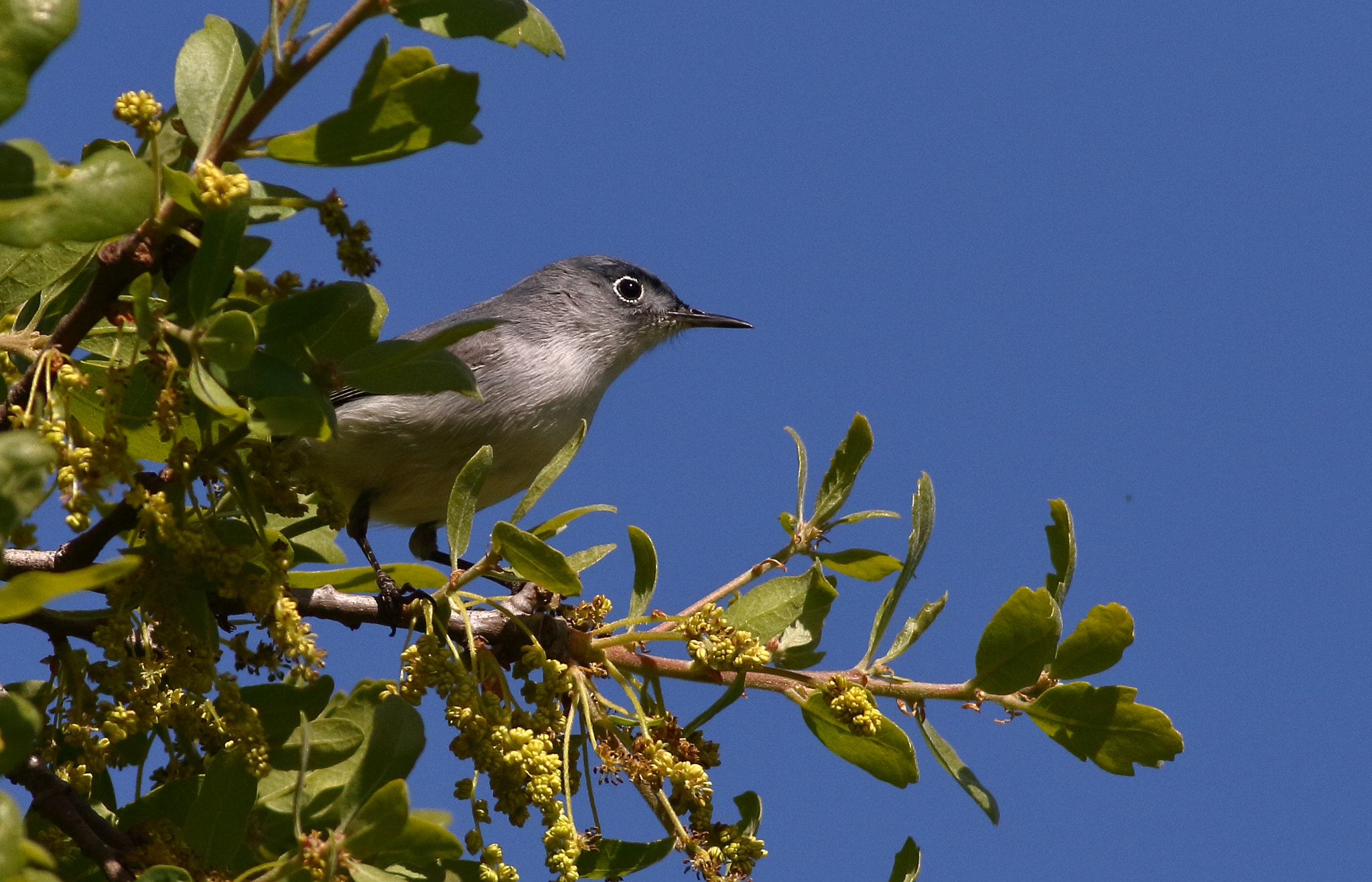 Canon EOS 7D + Canon EF 400mm F5.6L USM sample photo. Blue-gray gnatcatcher photography