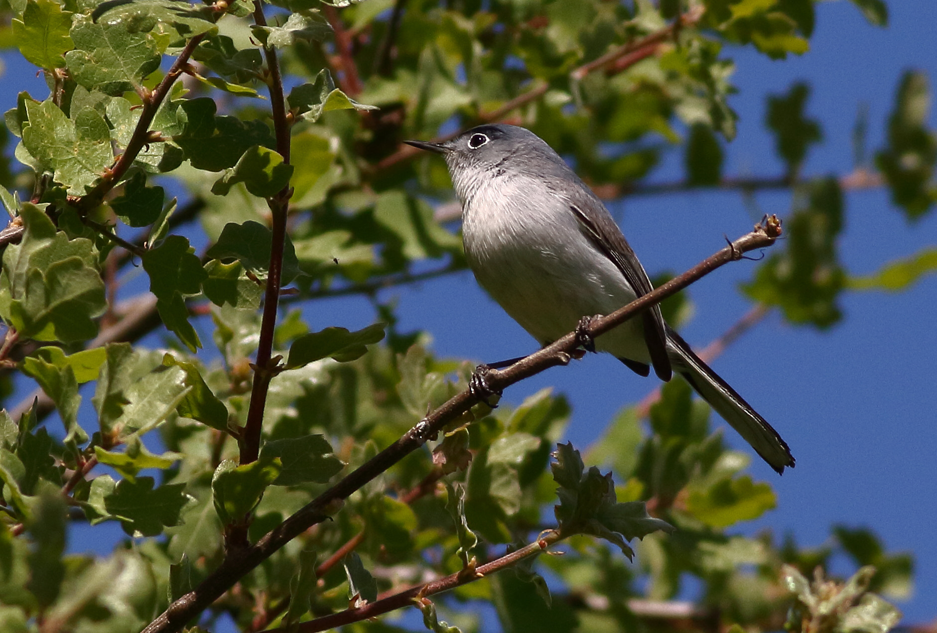 Canon EOS 7D sample photo. Blue-gray gnatcatcher photography