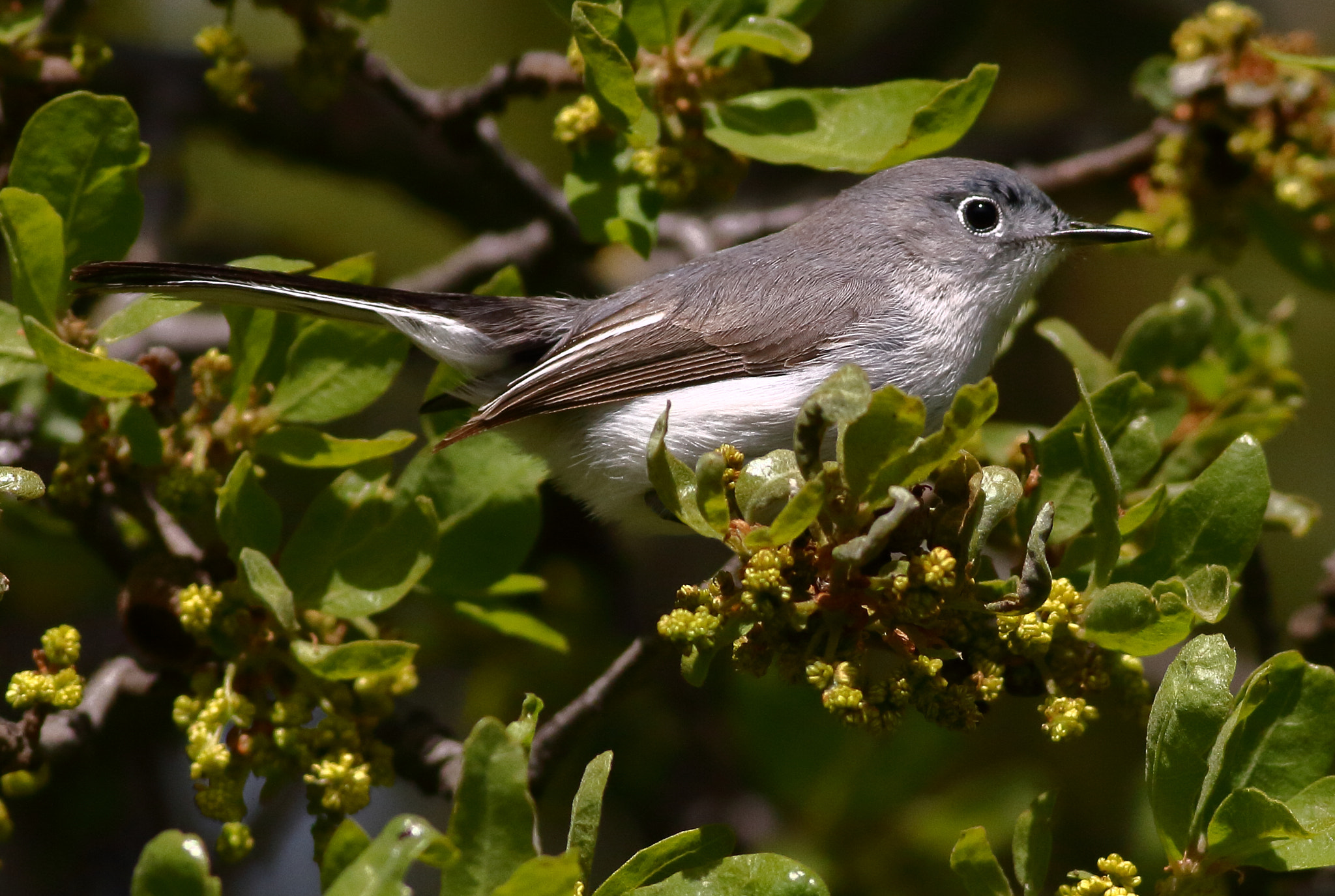 Canon EOS 7D sample photo. Blue-gray gnatcatcher photography