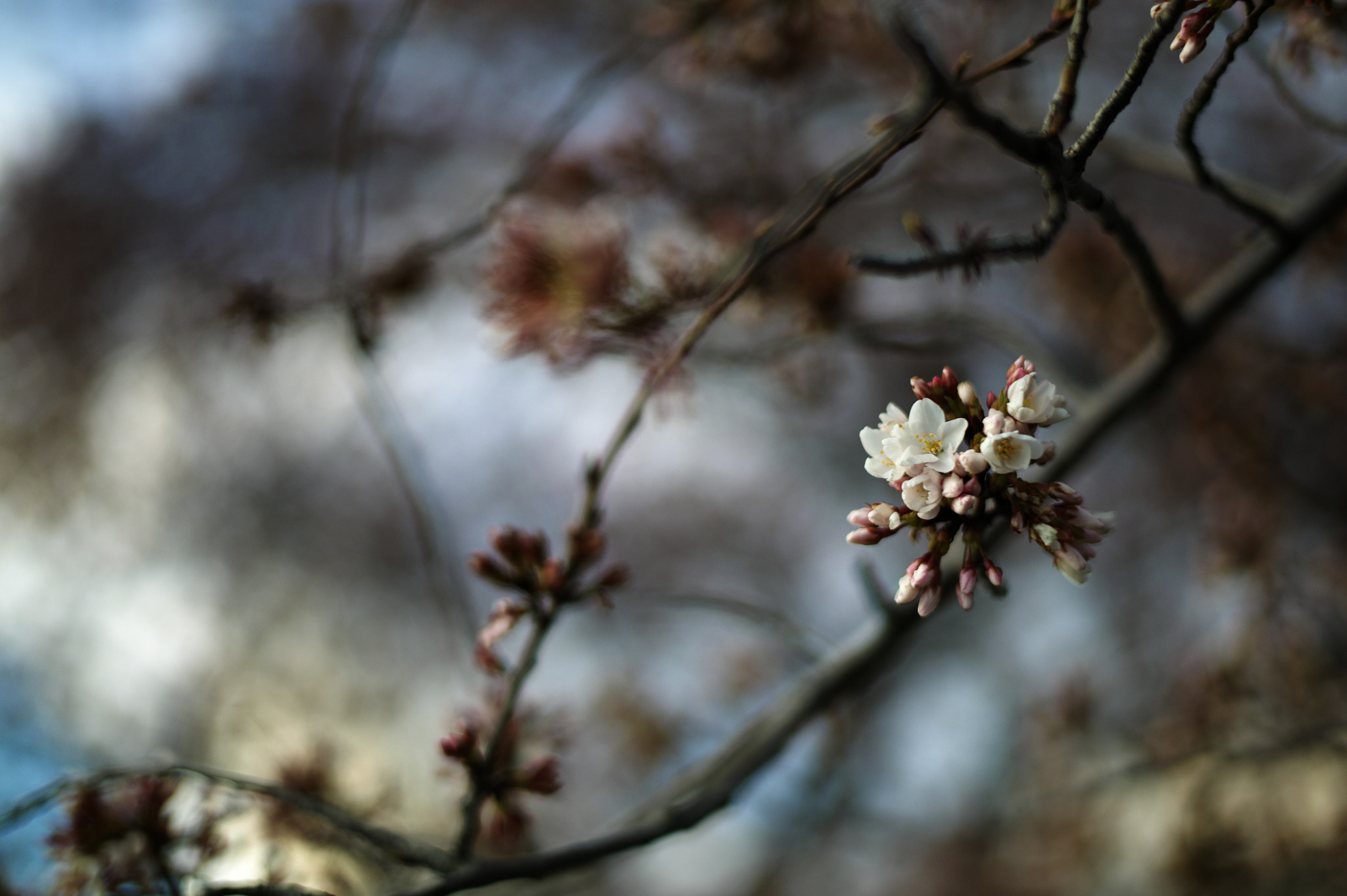 Leica M9 + Leica Summilux-M 50mm F1.4 ASPH sample photo. Blossom photography