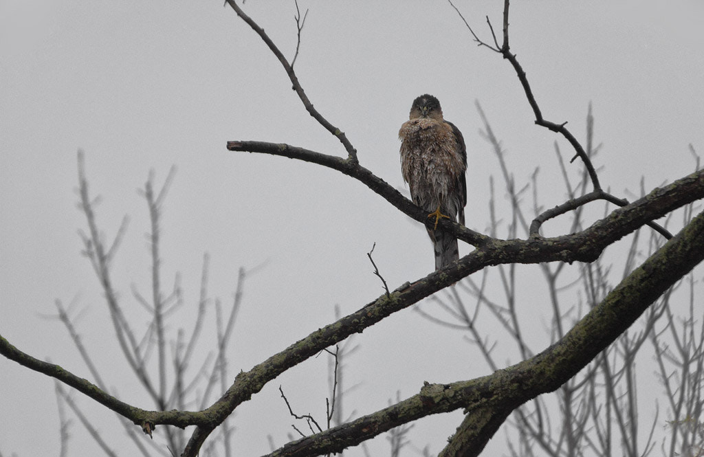 Canon EF 100-400mm F4.5-5.6L IS USM sample photo. Cooper's hawk, greenwich, ct, 2017 photography
