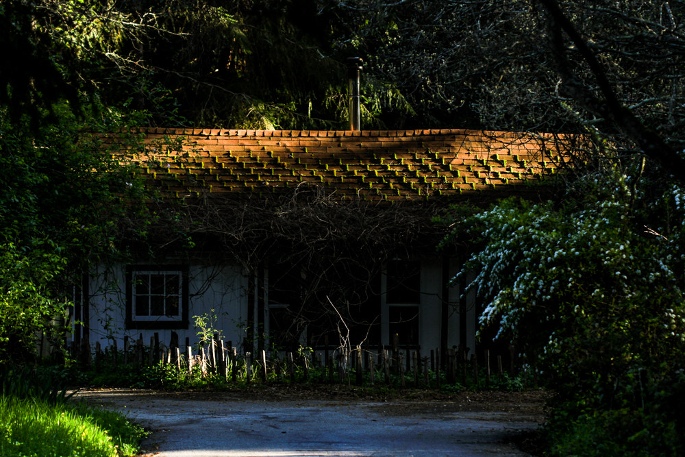 Canon EF 100mm F2.8 Macro USM sample photo. Moss illumination photography