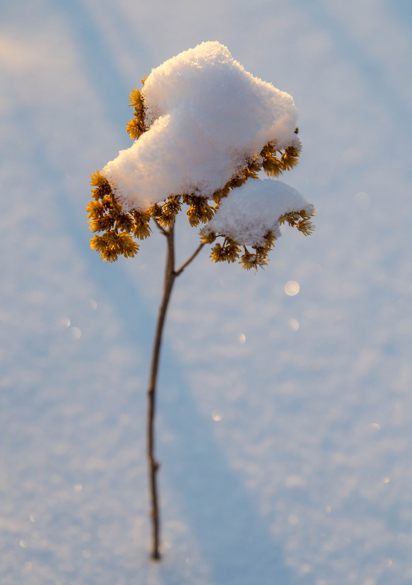 Nikon D7000 sample photo. Winter's flower photography