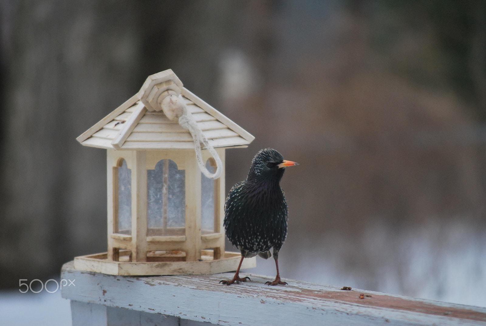 Nikon D60 sample photo. I am not happy! photography
