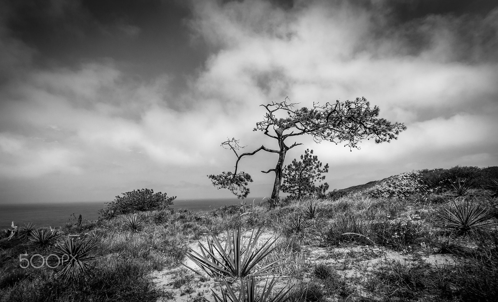 Sigma 10-20mm F3.5 EX DC HSM sample photo. Standing alone photography