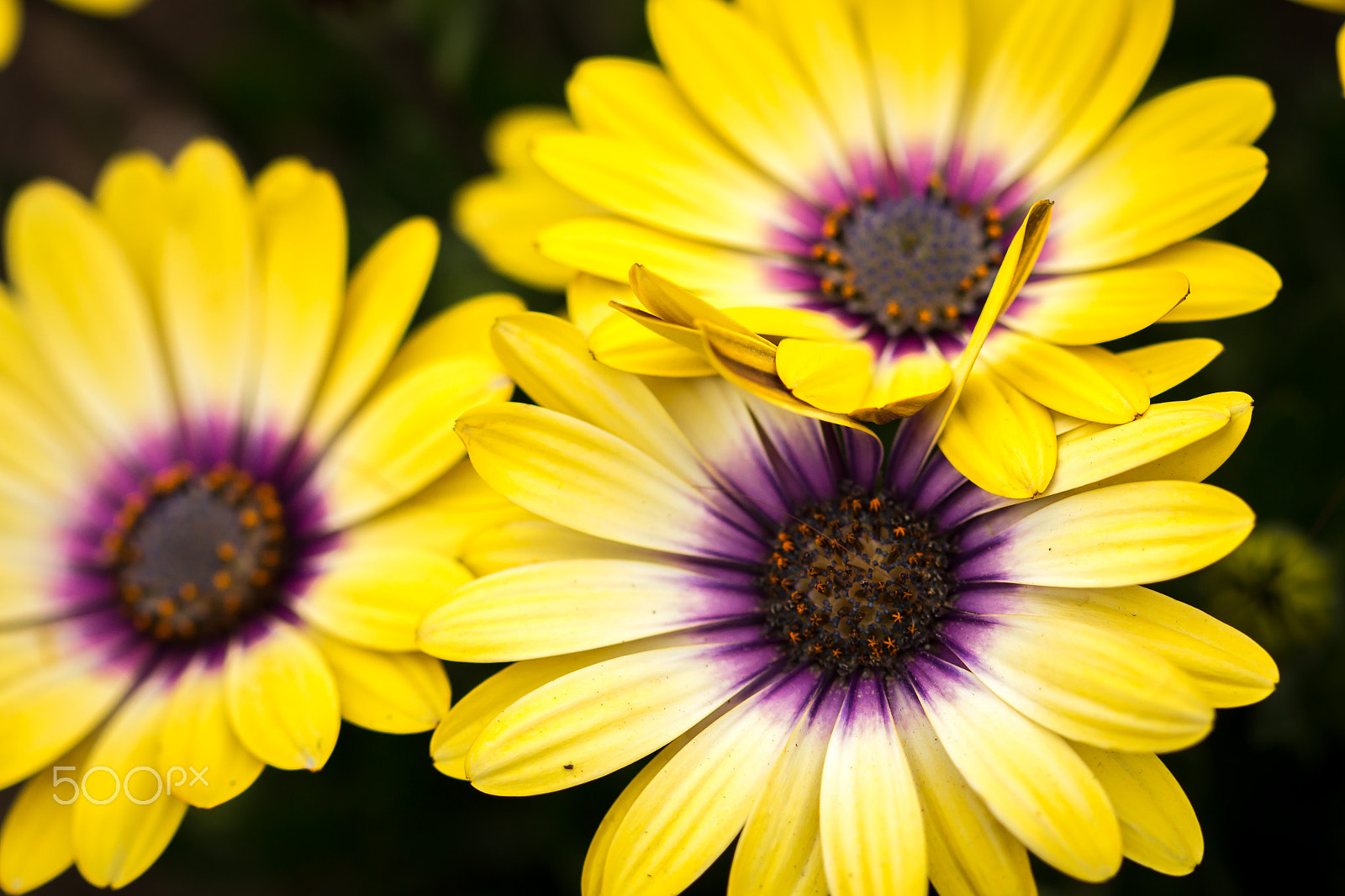 Canon EF 100mm F2.8 Macro USM sample photo. Yellow daisy photography