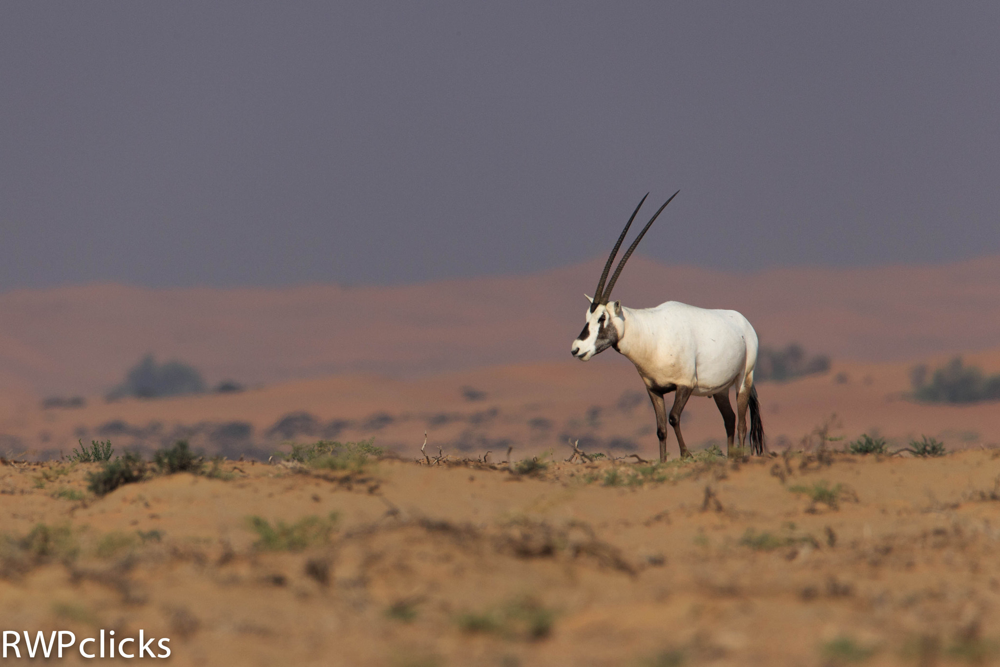 Canon EOS-1D X sample photo. Arabian oryx  photography