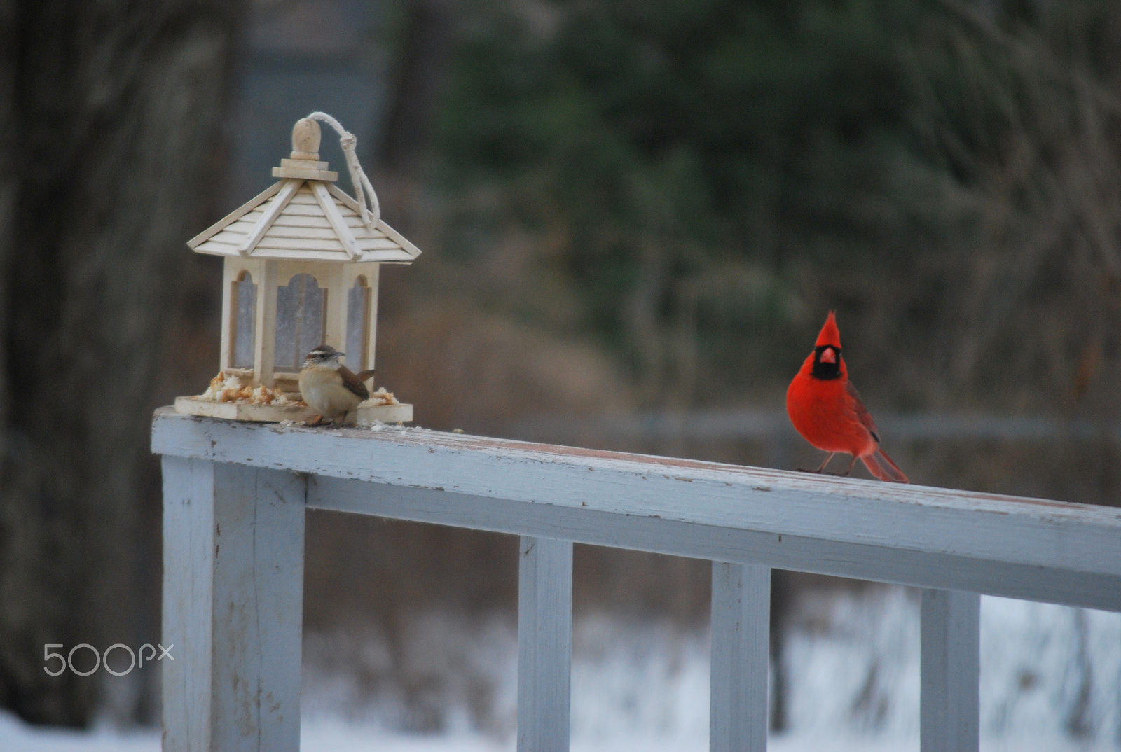 Nikon D60 sample photo. Why are you looking at me?! photography