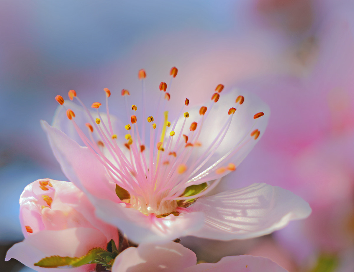 Sony FE 70-300mm F4.5-5.6 G OSS sample photo. Peachblossoms photography