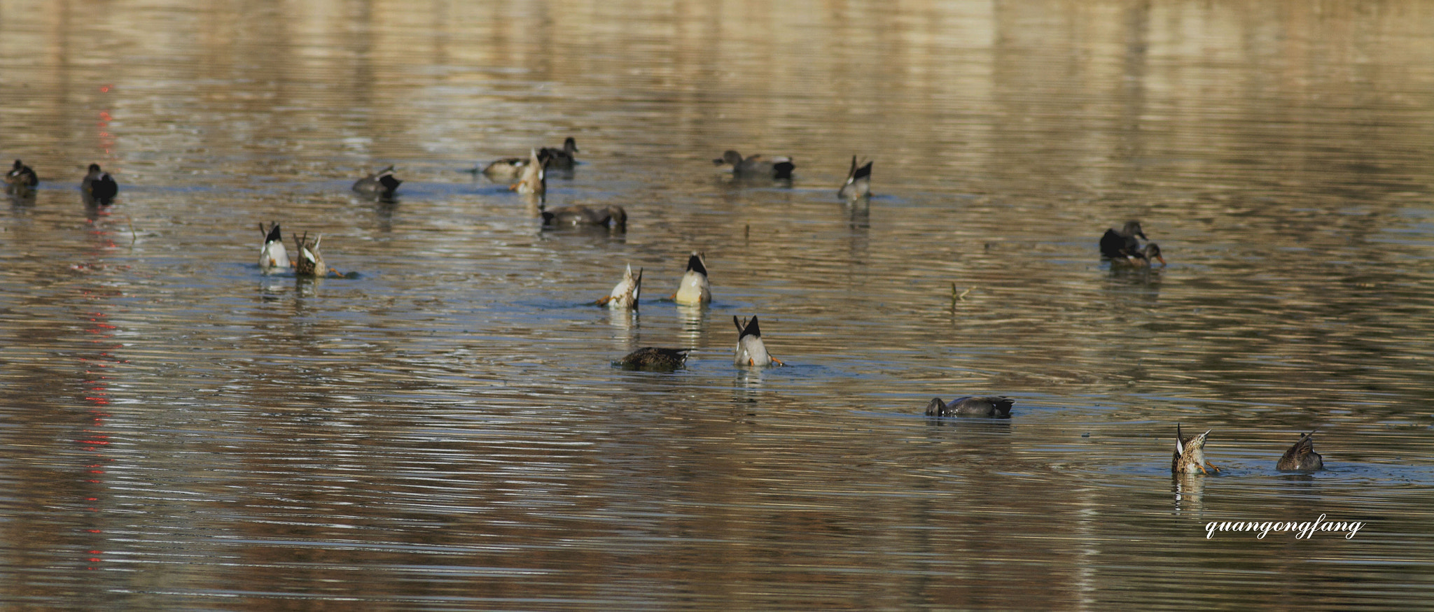 Canon EOS 7D + Canon EF 400mm F5.6L USM sample photo. 野鸭wild duck photography