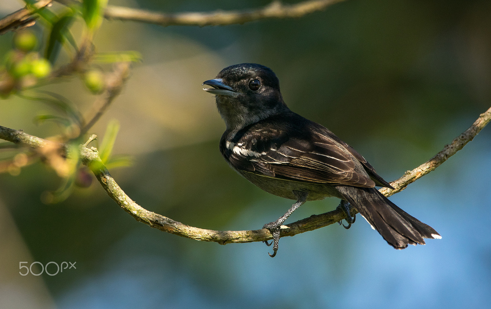 Nikon D3300 + Sigma 150-600mm F5-6.3 DG OS HSM | C sample photo. Anambé photography