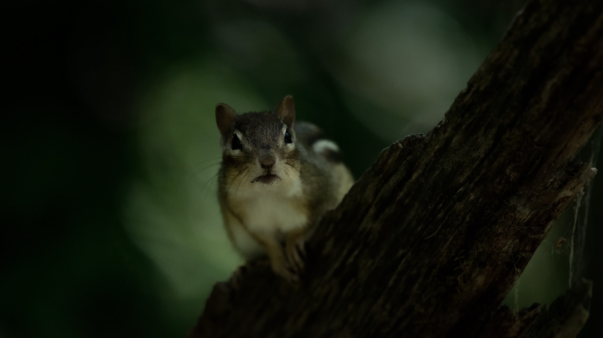Nikon Nikkor AF-S 300mm F4E PF ED VR sample photo. Chippy mcchipperson photography